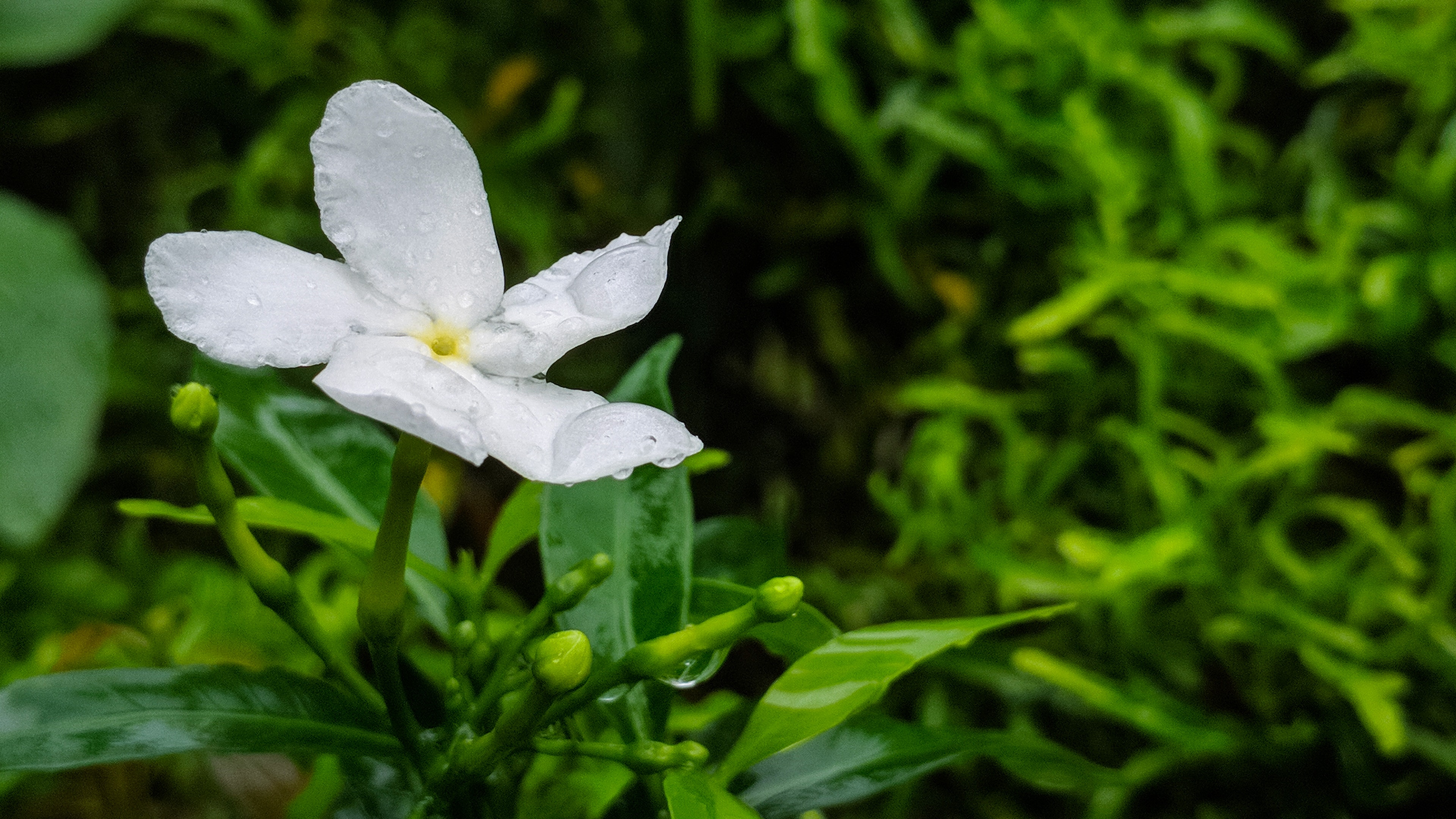 Green Background Flowers Desktop - HD Wallpaper 