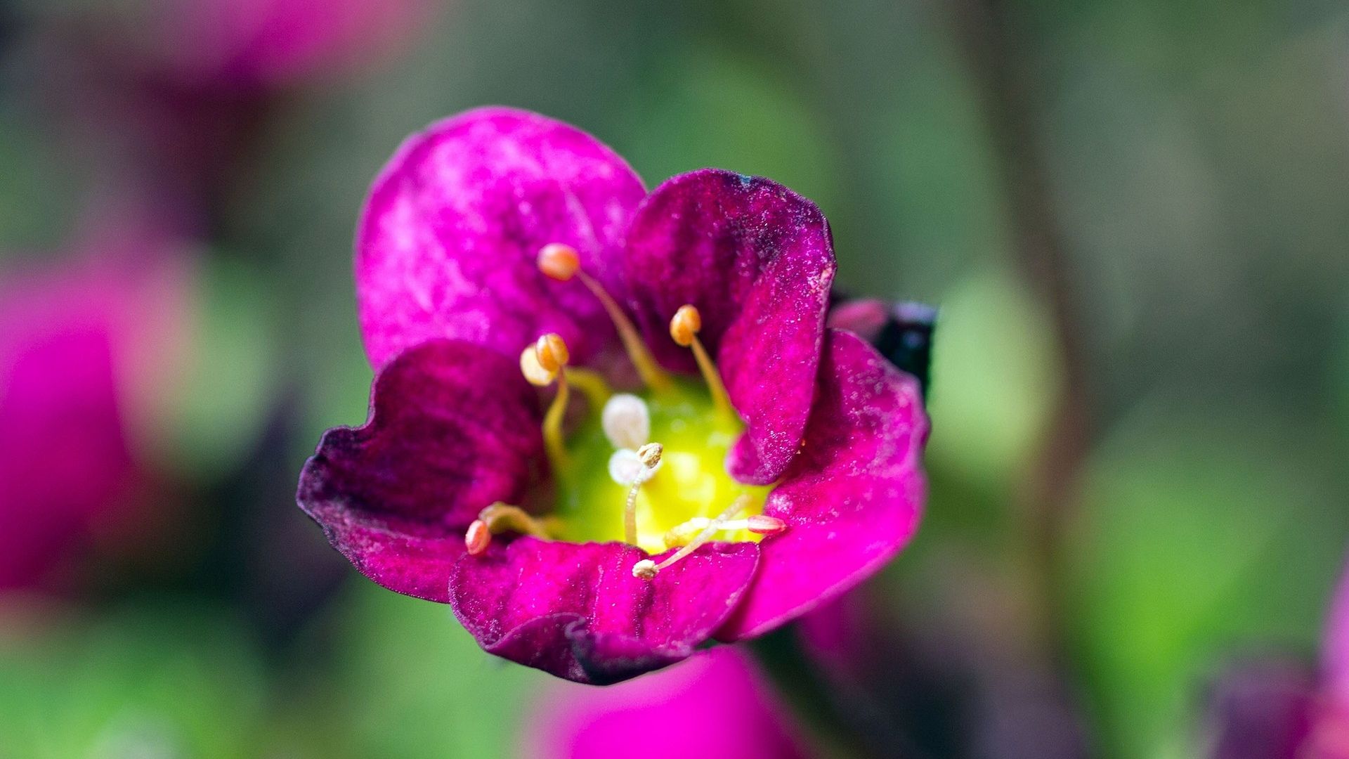 Four O'clock Family - HD Wallpaper 