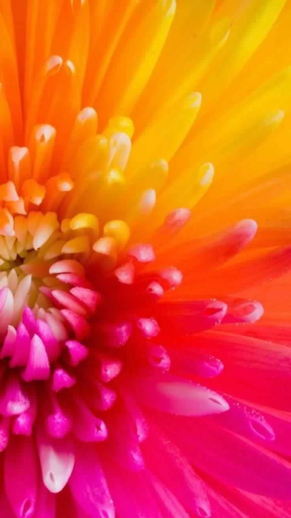 Iphone 6 Plus Wallpaper Flower - HD Wallpaper 