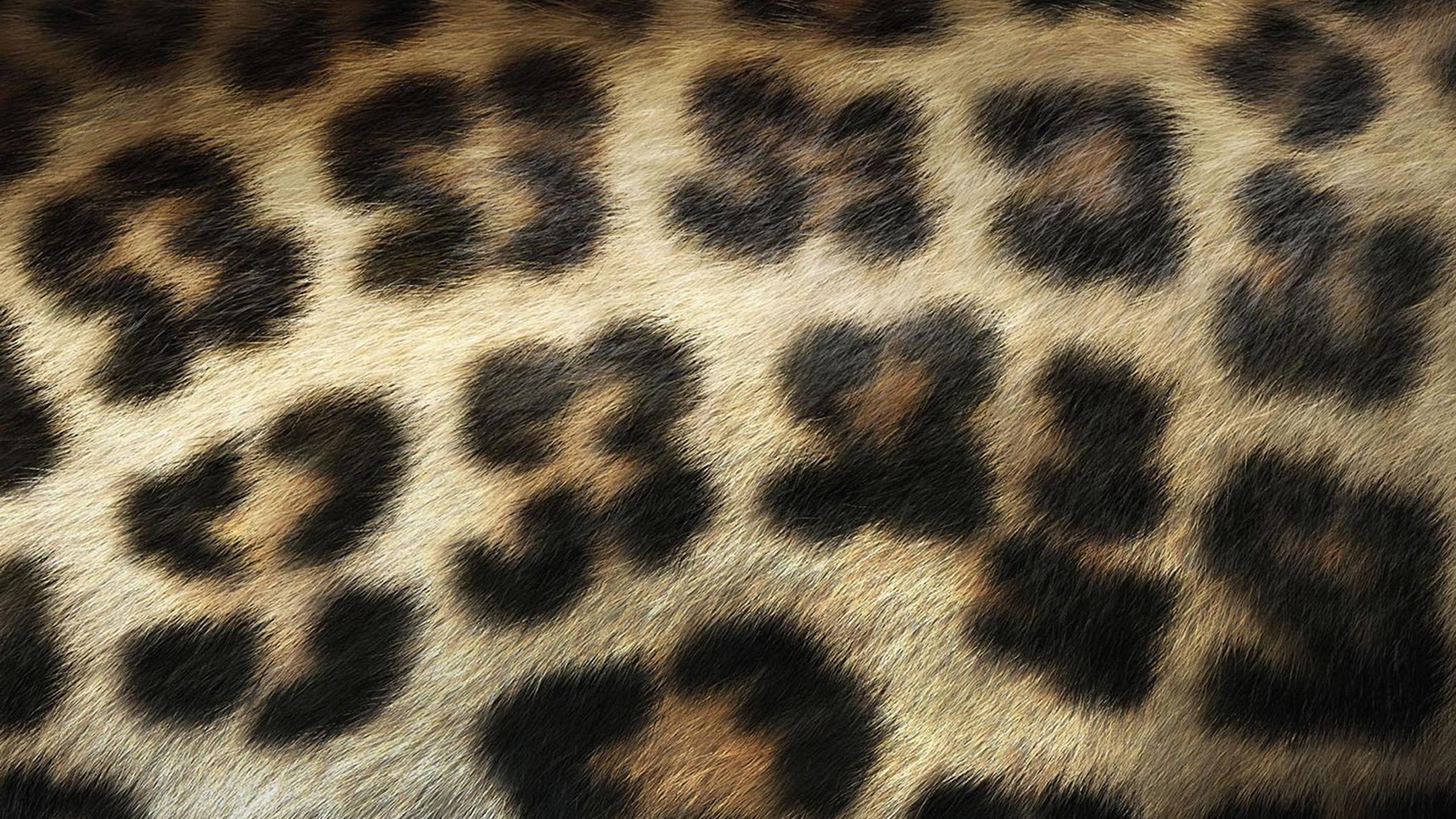Leopard Print Wallpapers Hd Free Download - Leopard Print Wallpapers For Iphone - HD Wallpaper 