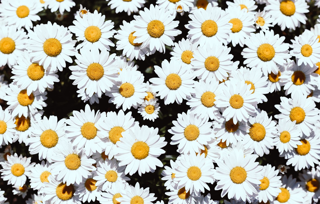 Photo Wallpaper Flowers, Background, Chamomile, Petals, - Flowers Background - HD Wallpaper 