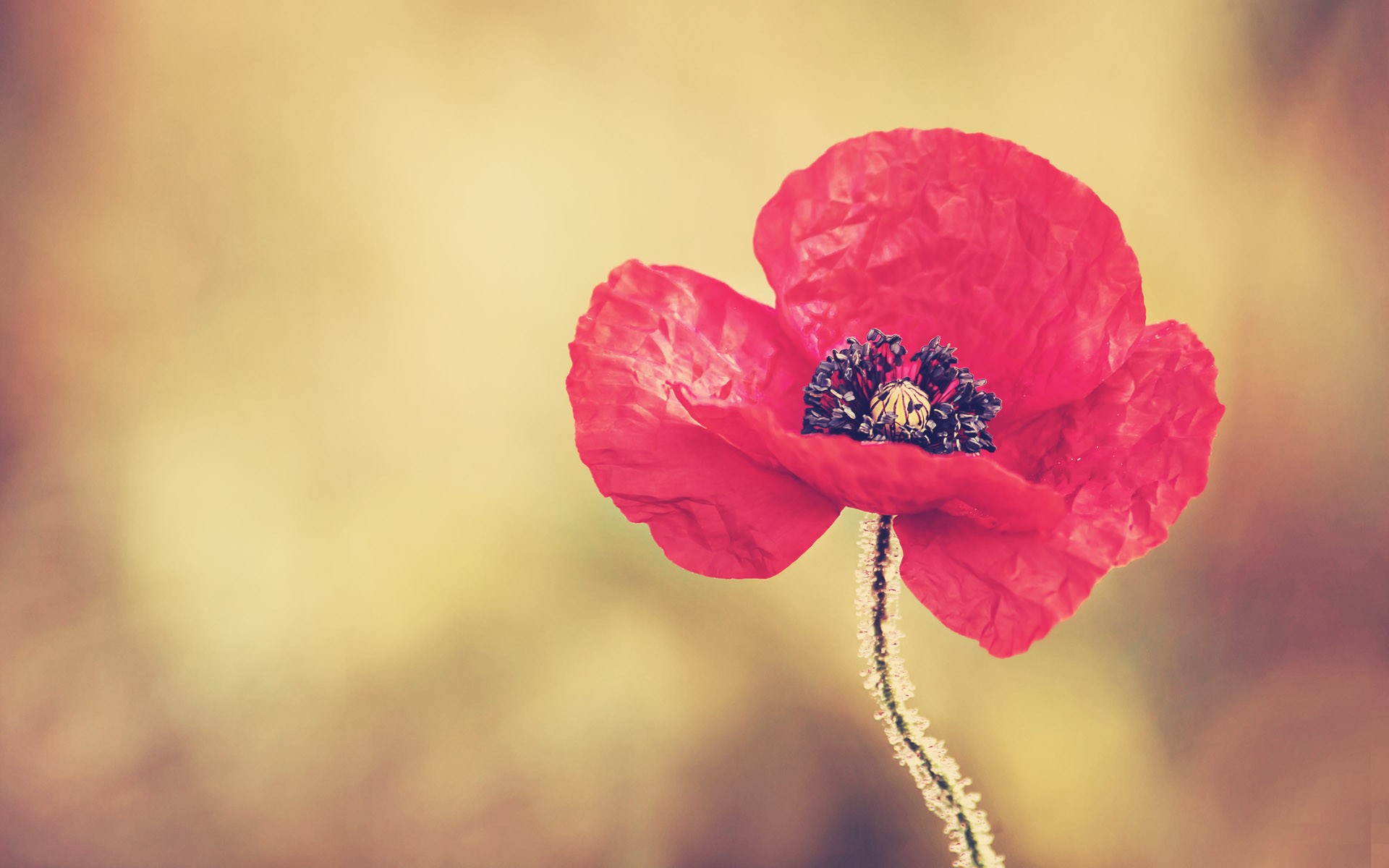 Red Poppies Flowers Wallpaper - True Friend Tells You What You Need - HD Wallpaper 