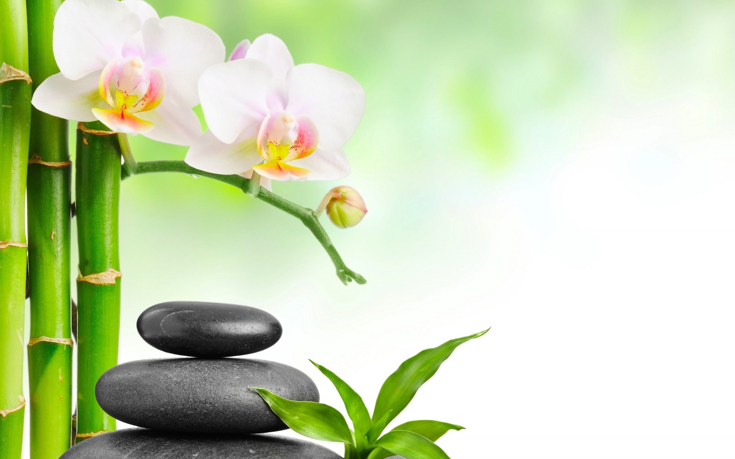 Spa Stones Bamboo Pink Flower Wallpapers Hd For Desktop - Today Special Good Morning - HD Wallpaper 