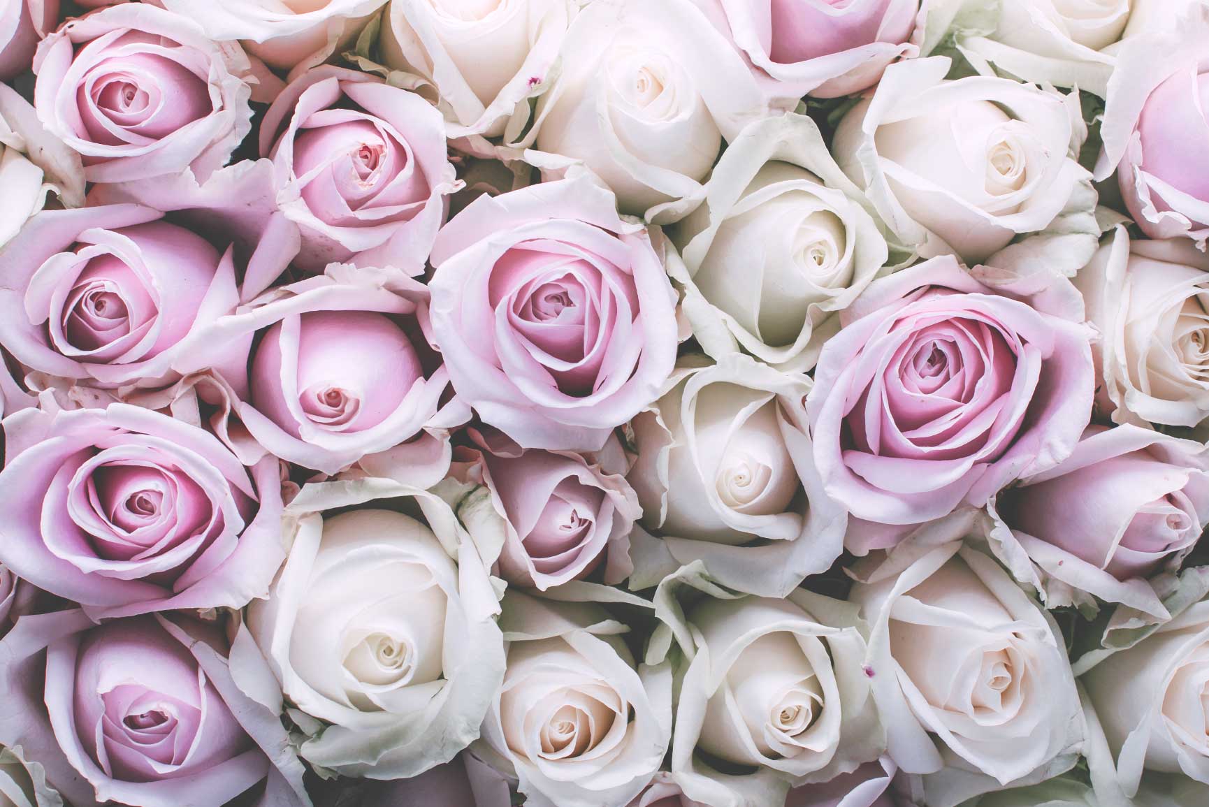 Julietrose Flipfont Apk - HD Wallpaper 