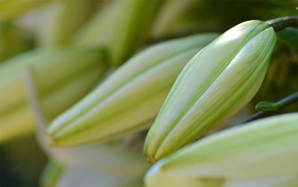 Windows 8 Flower Wallpaper No - Hd Flower - HD Wallpaper 