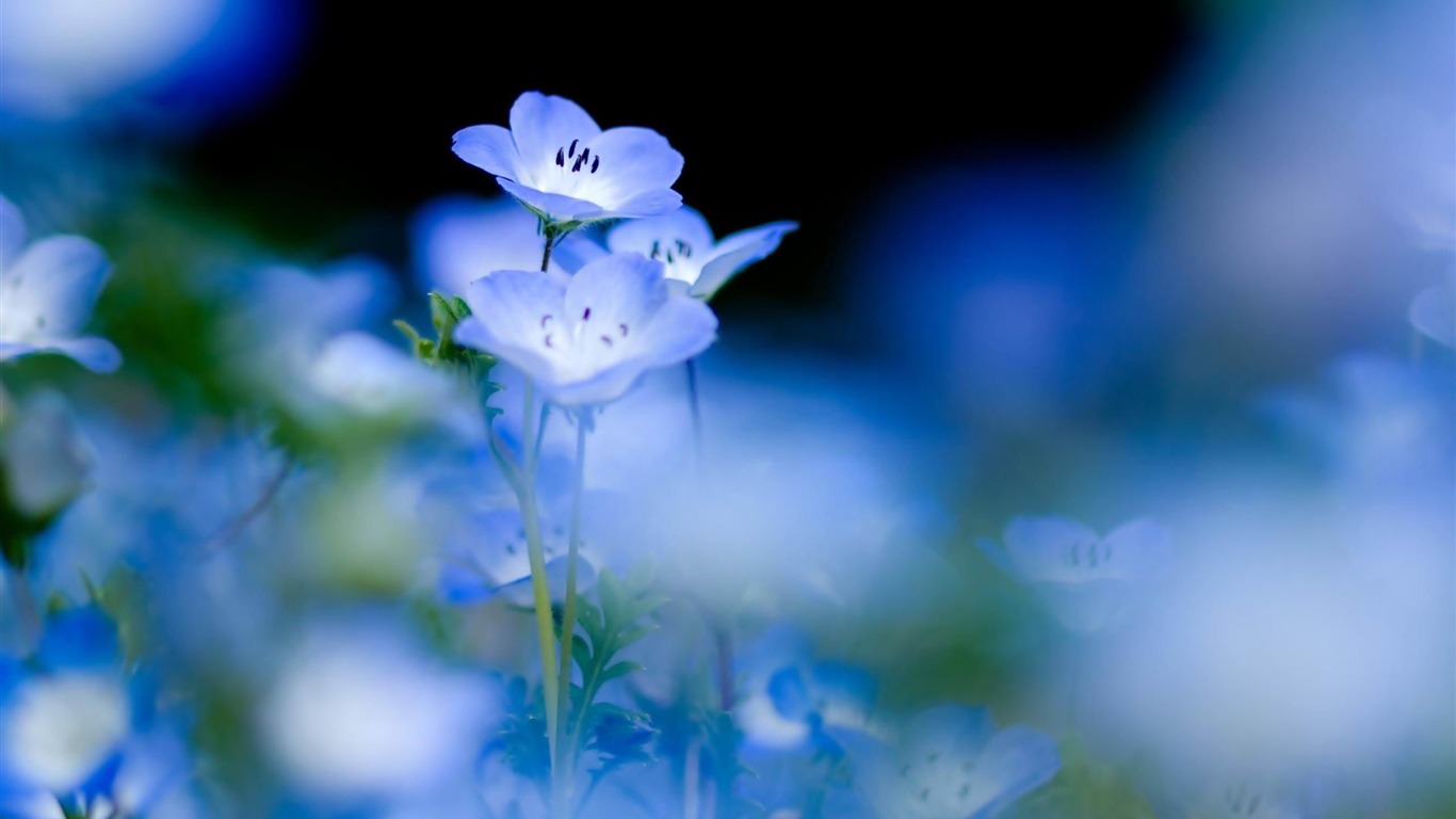 Lovely Flowers-flowers Wallpaper2012 - Windows 10 Wallpaper Flowers - HD Wallpaper 