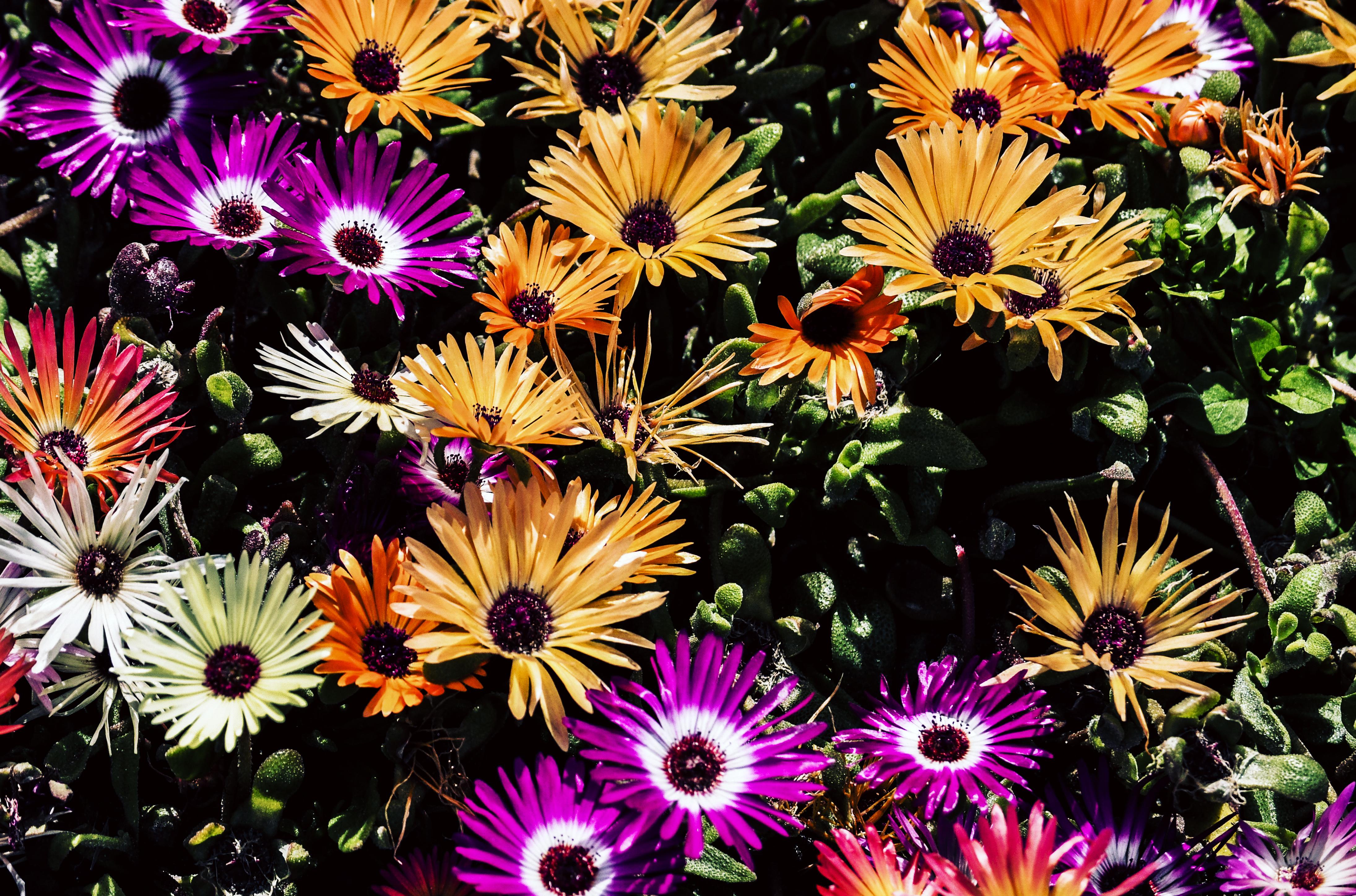 Flowers Wallpaper 4k - HD Wallpaper 