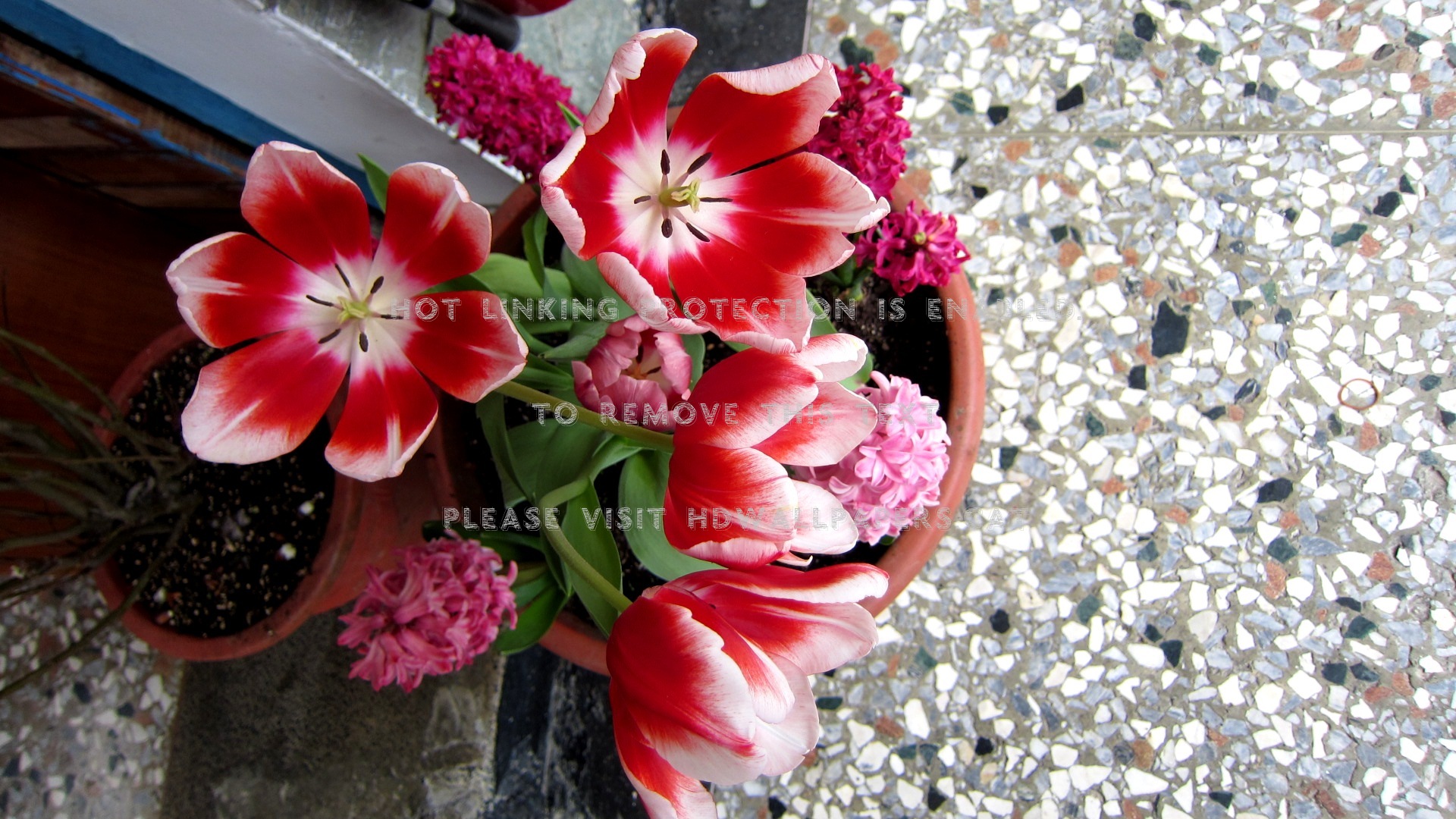 Lovely Flowers Beautiful Potted Plants - Artificial Flower - HD Wallpaper 