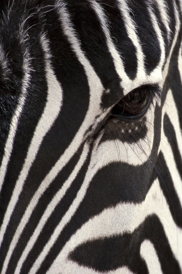 Zebra Wallpaper - Zebra Backgrounds - HD Wallpaper 