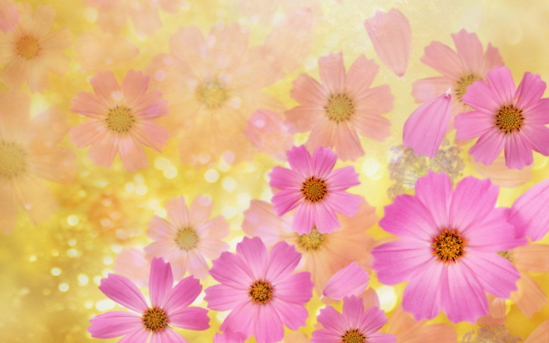 Wallpaper Flower Background Group 
 Data-src /full/371640 - Yellow And Pink Flowers Background - HD Wallpaper 