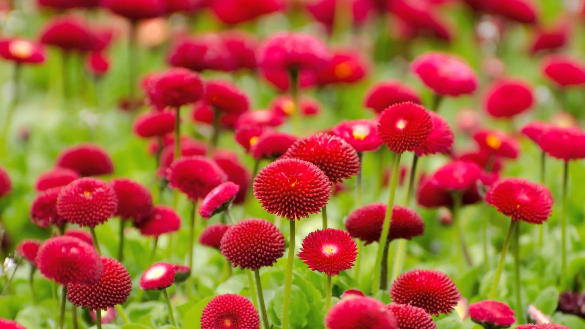 Flowers Wallpaper For Iphone 
 Data-src - Nice Flower Photo Download - HD Wallpaper 