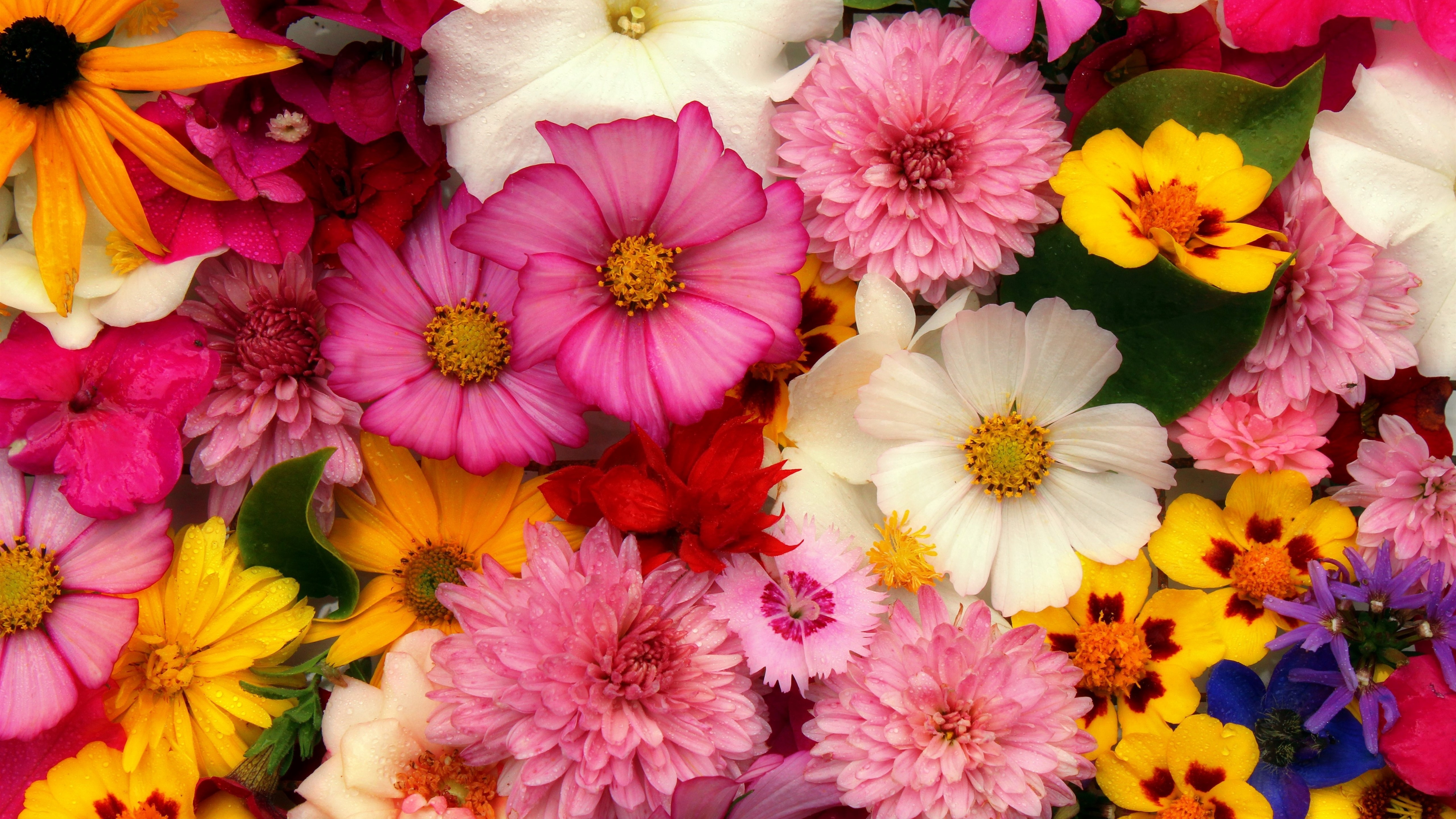 Wallpaper Flowers Background, Many Kinds, Pink - Flower Power - HD Wallpaper 