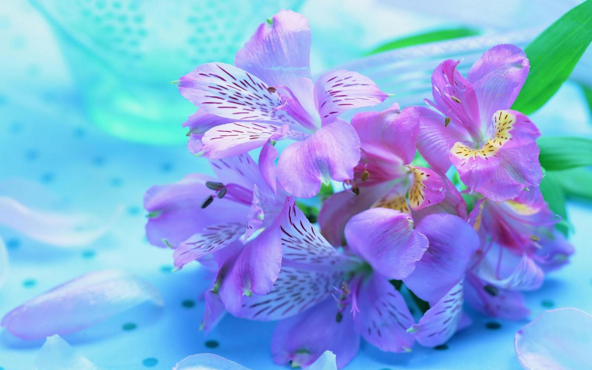 Pretty Flower Wallpaper - Beautiful Flower Wallpaper New - HD Wallpaper 