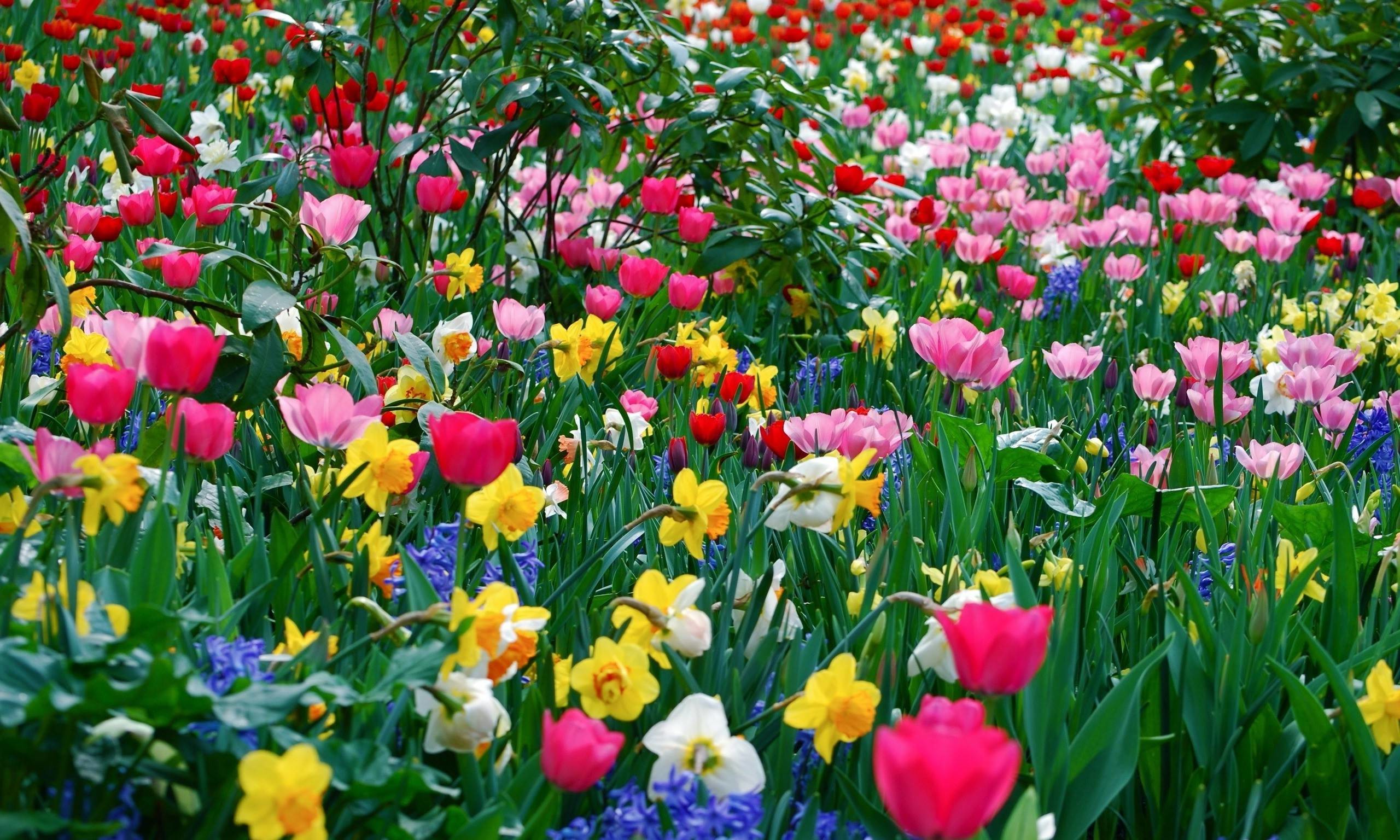 Picture Cool Backgrounds Spring Flower, Wallpapers, - Spring Flowers Wallpaper Backgrounds - HD Wallpaper 