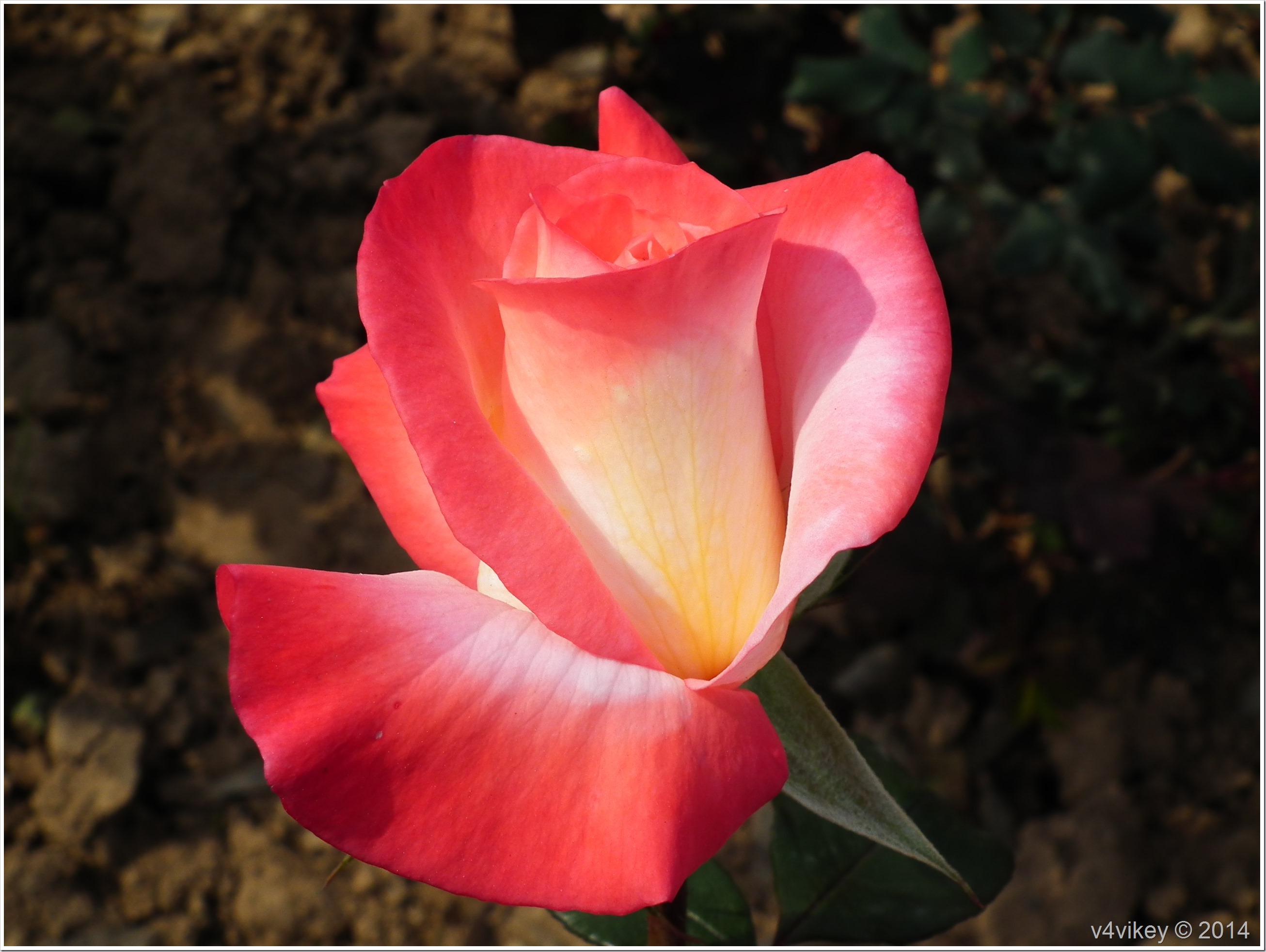 Roses In Different Colors - Hybrid Tea Rose - HD Wallpaper 