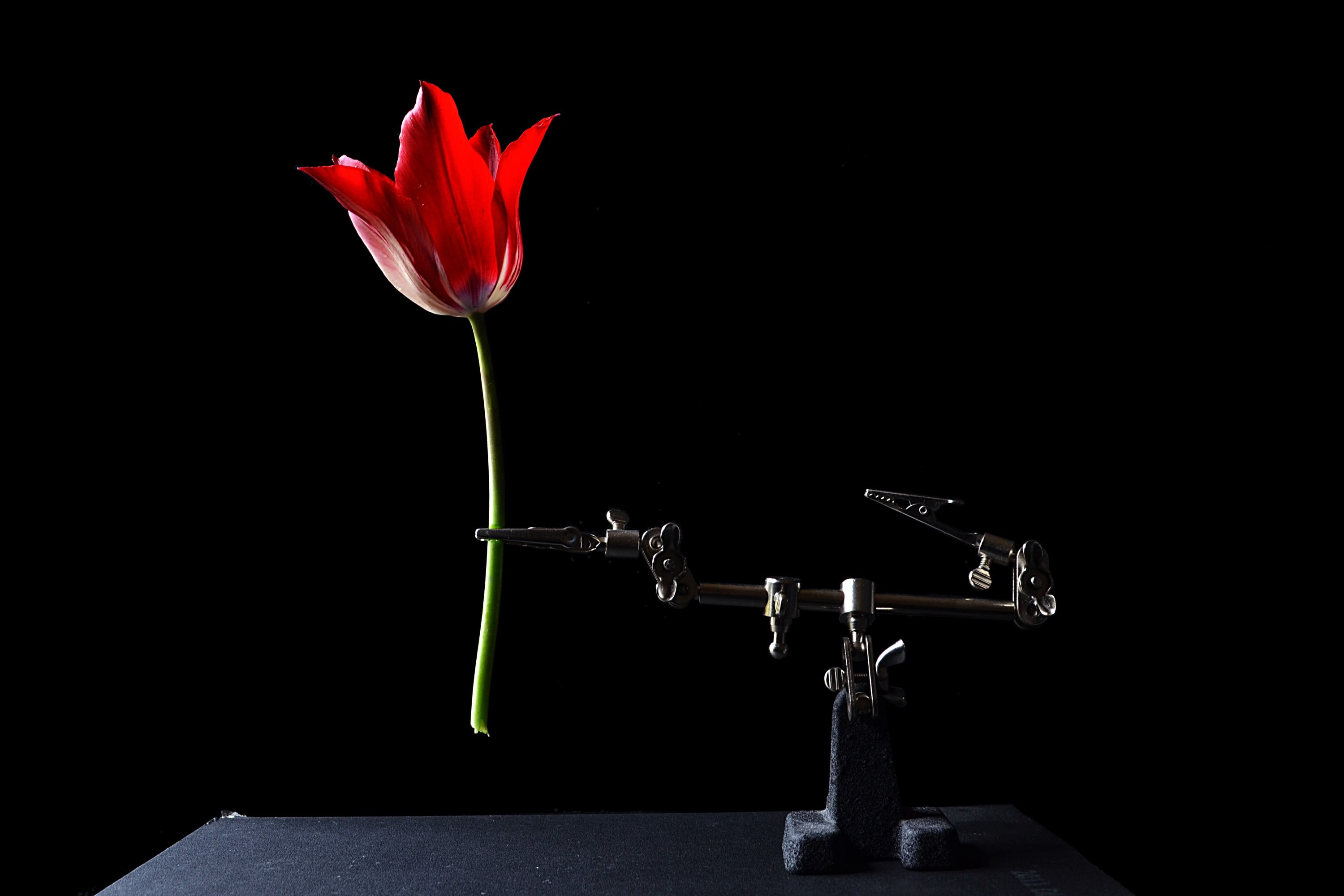 Background Flower Wallpaper Hd - HD Wallpaper 