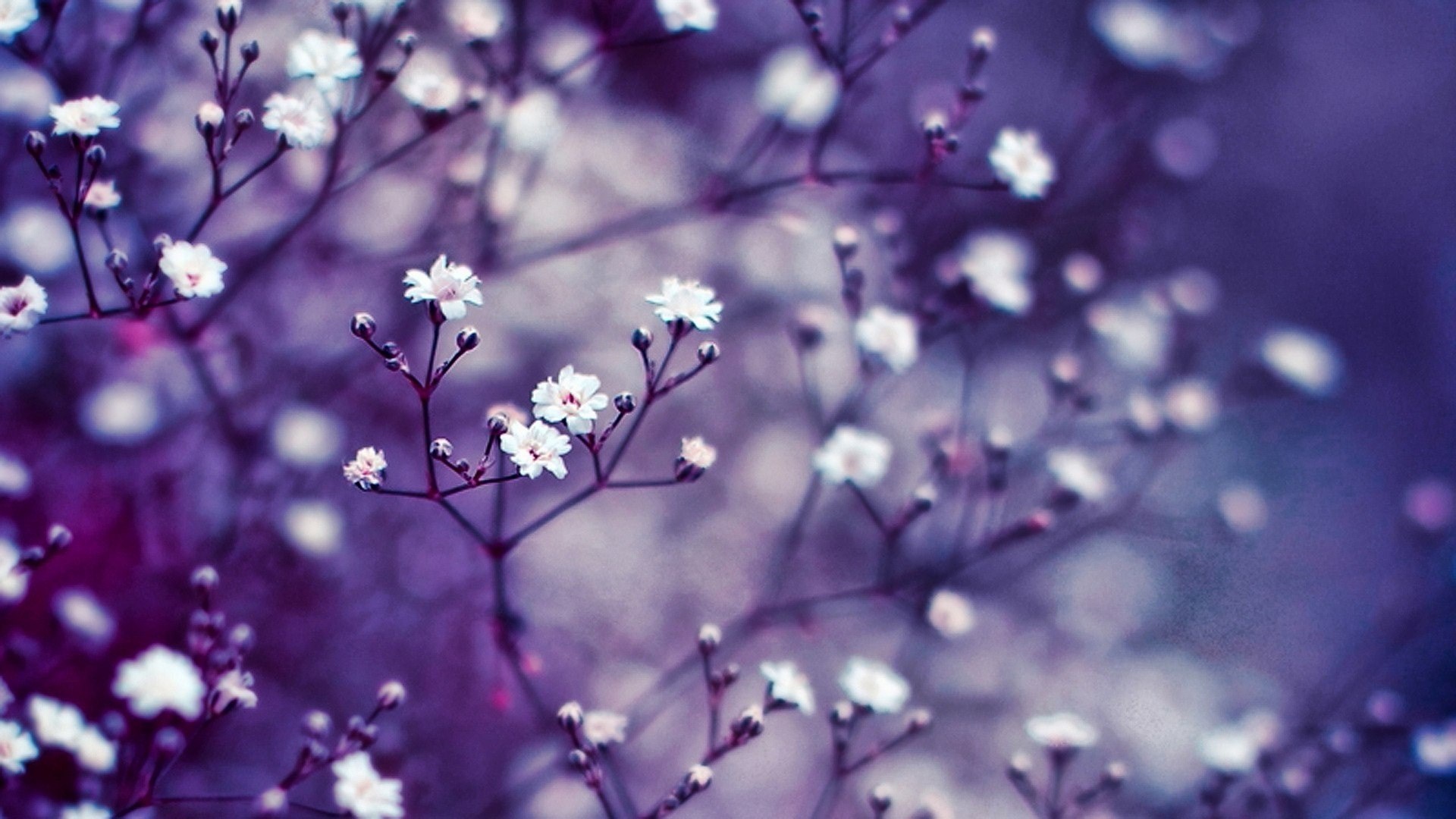 Full Hqfx Photos - Real Flower Background Hd - 1920x1080 Wallpaper -  