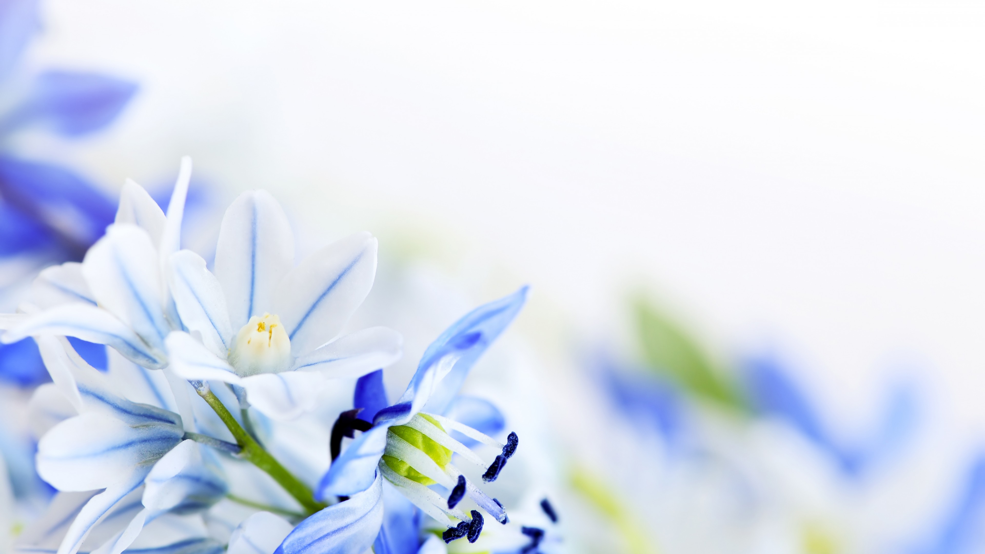 Flowers Background - HD Wallpaper 