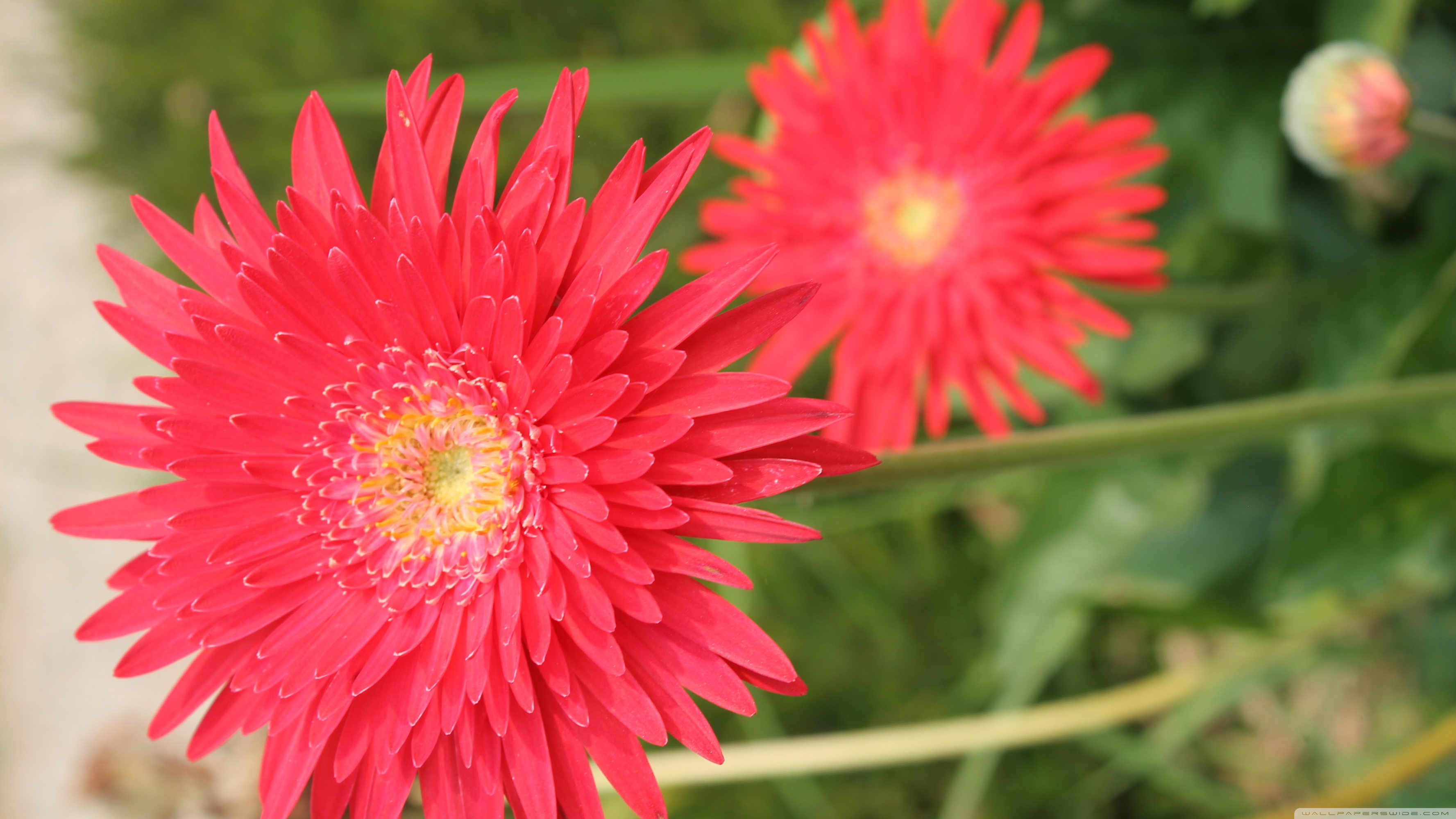 1440p - HD Wallpaper 