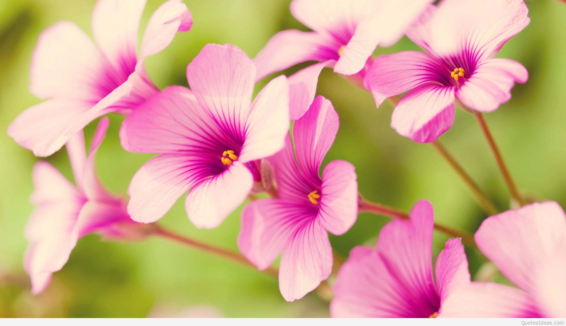 Awesome Wallpapers Of Flowers - HD Wallpaper 