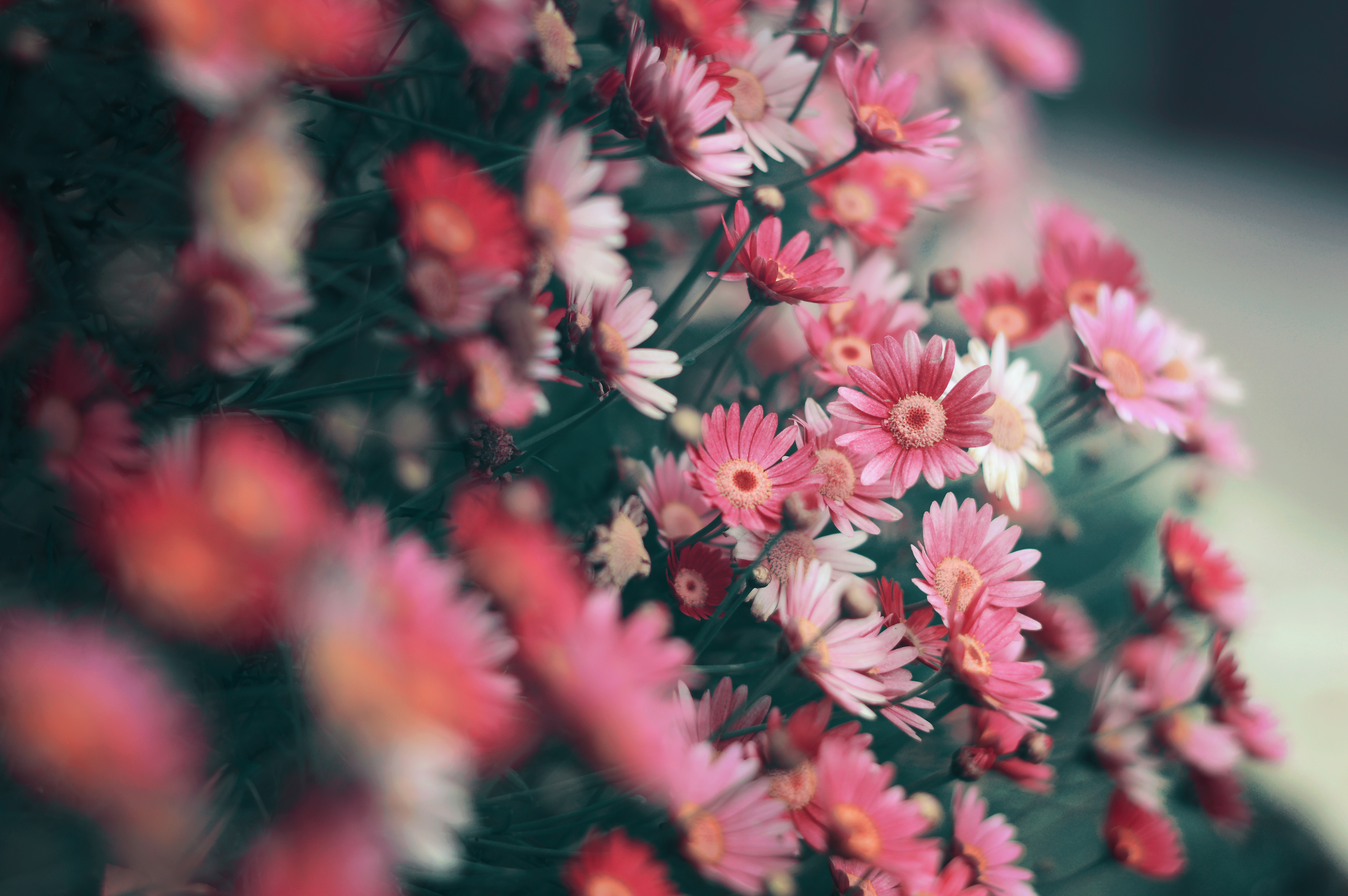 Cute Flower - HD Wallpaper 