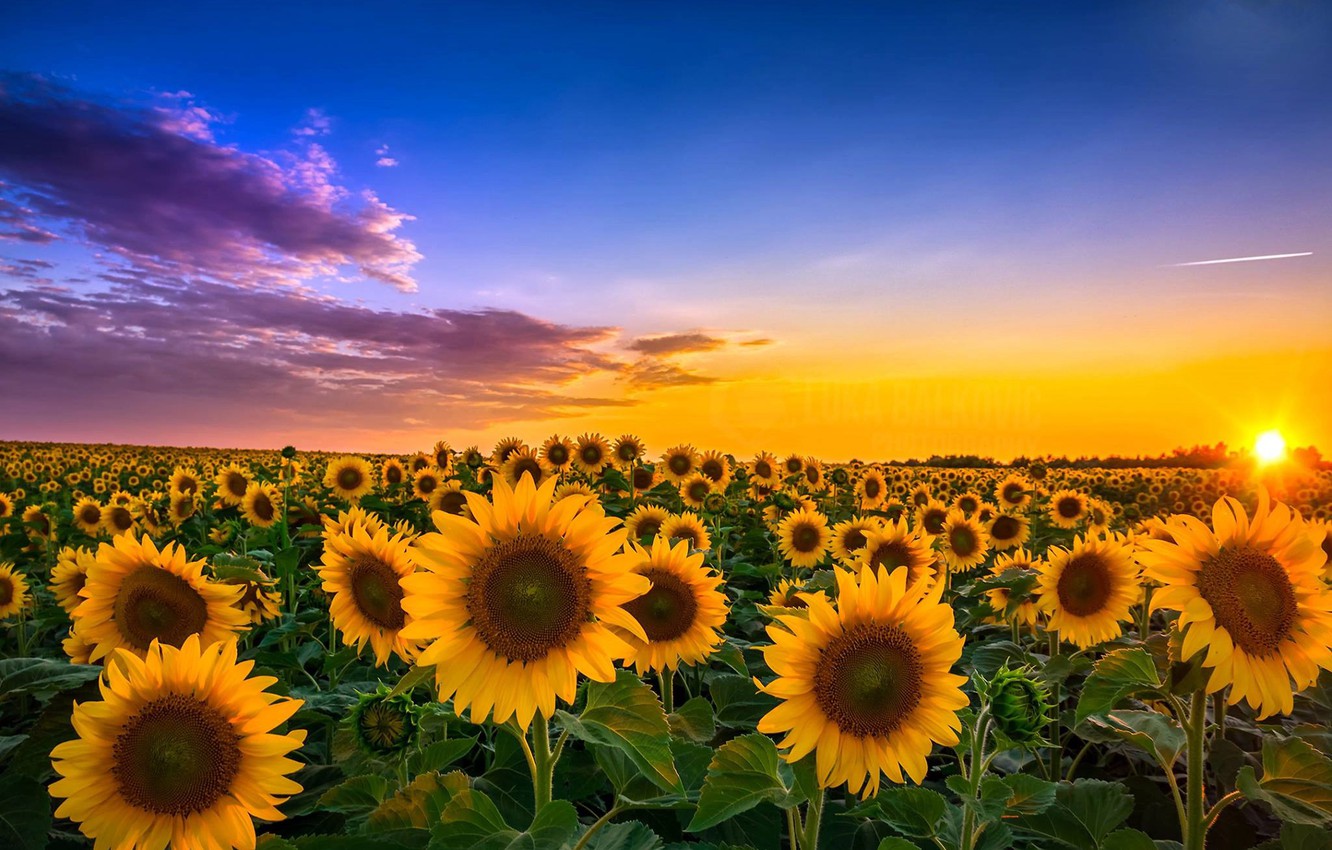 Photo Wallpaper Field, Sunflowers, Landscape, Sunset, - View Of Sunflower - HD Wallpaper 