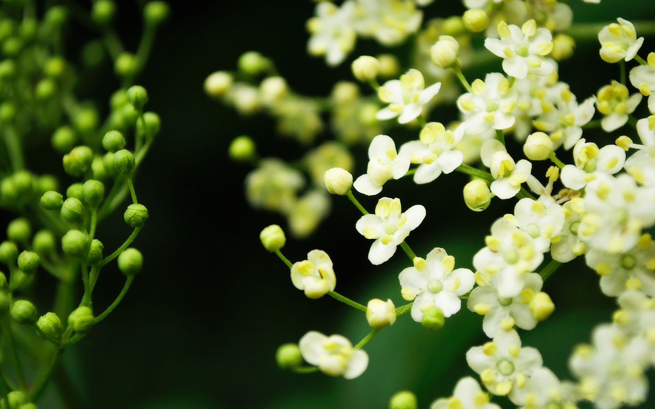 Flowers Desktop Backgrounds - Flower Desktop Wallpapers Hd - HD Wallpaper 