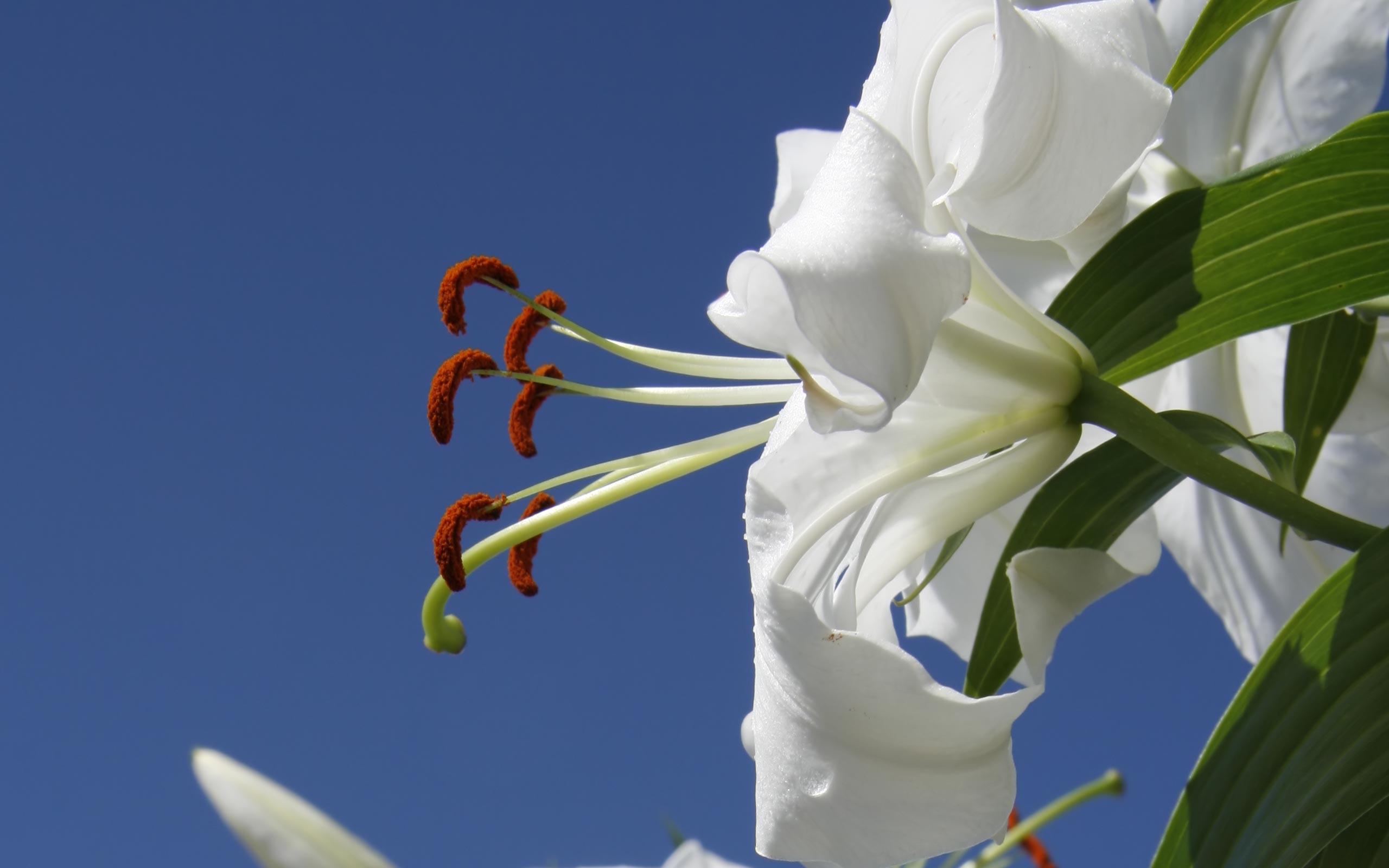 Best Flowers Wallpaper - HD Wallpaper 