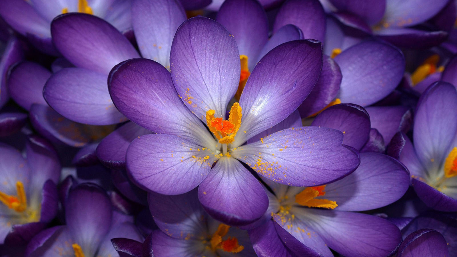 Purple Flowers In Nature - HD Wallpaper 