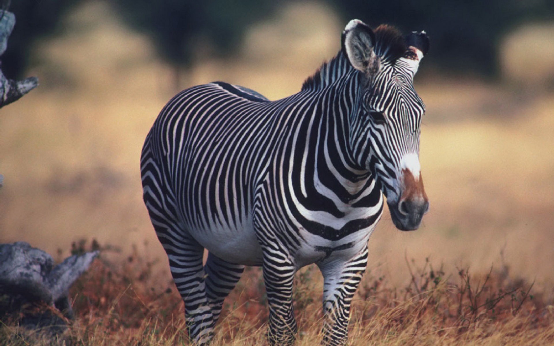 Zebra Wallpaper Hd - HD Wallpaper 