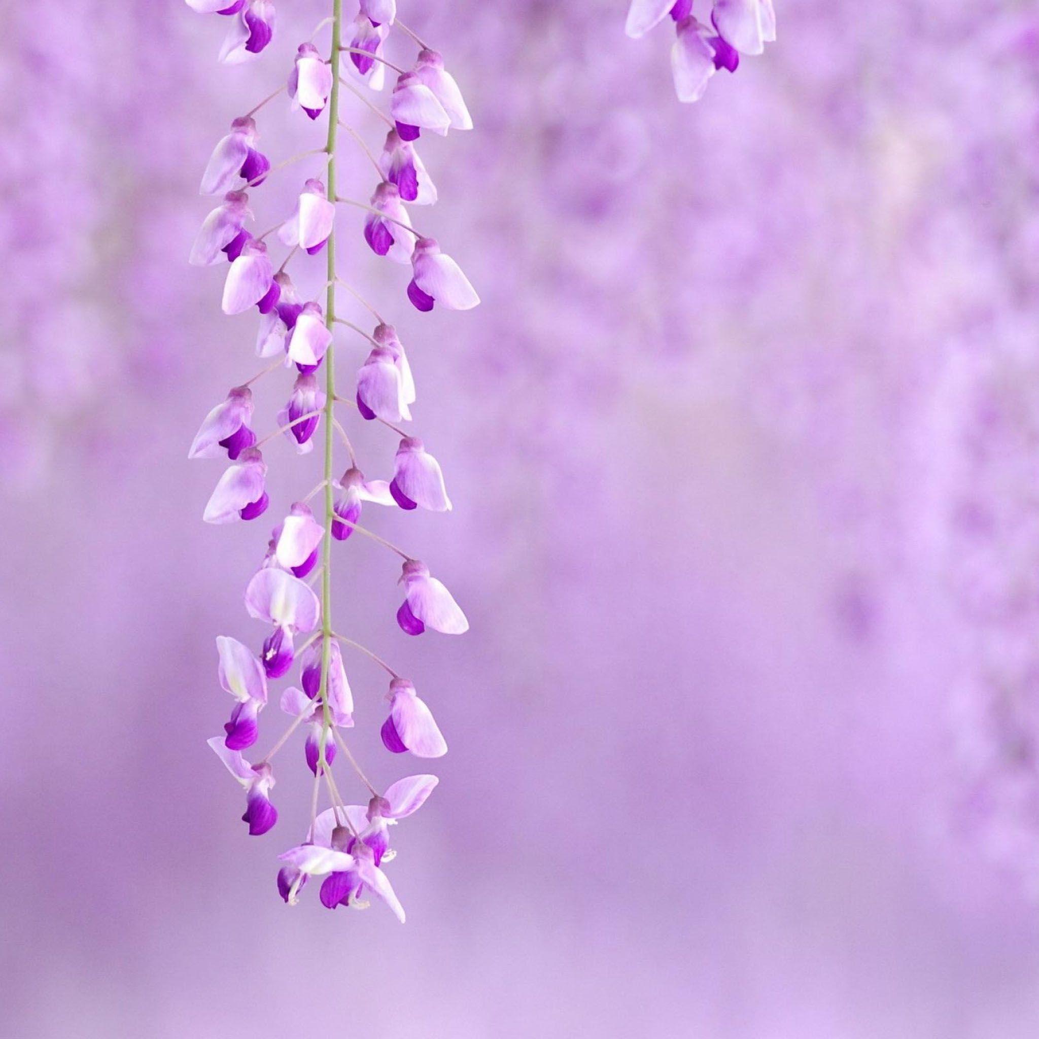 Purple Flower Backgrounds - Light Purple Flower Background Hd - HD Wallpaper 