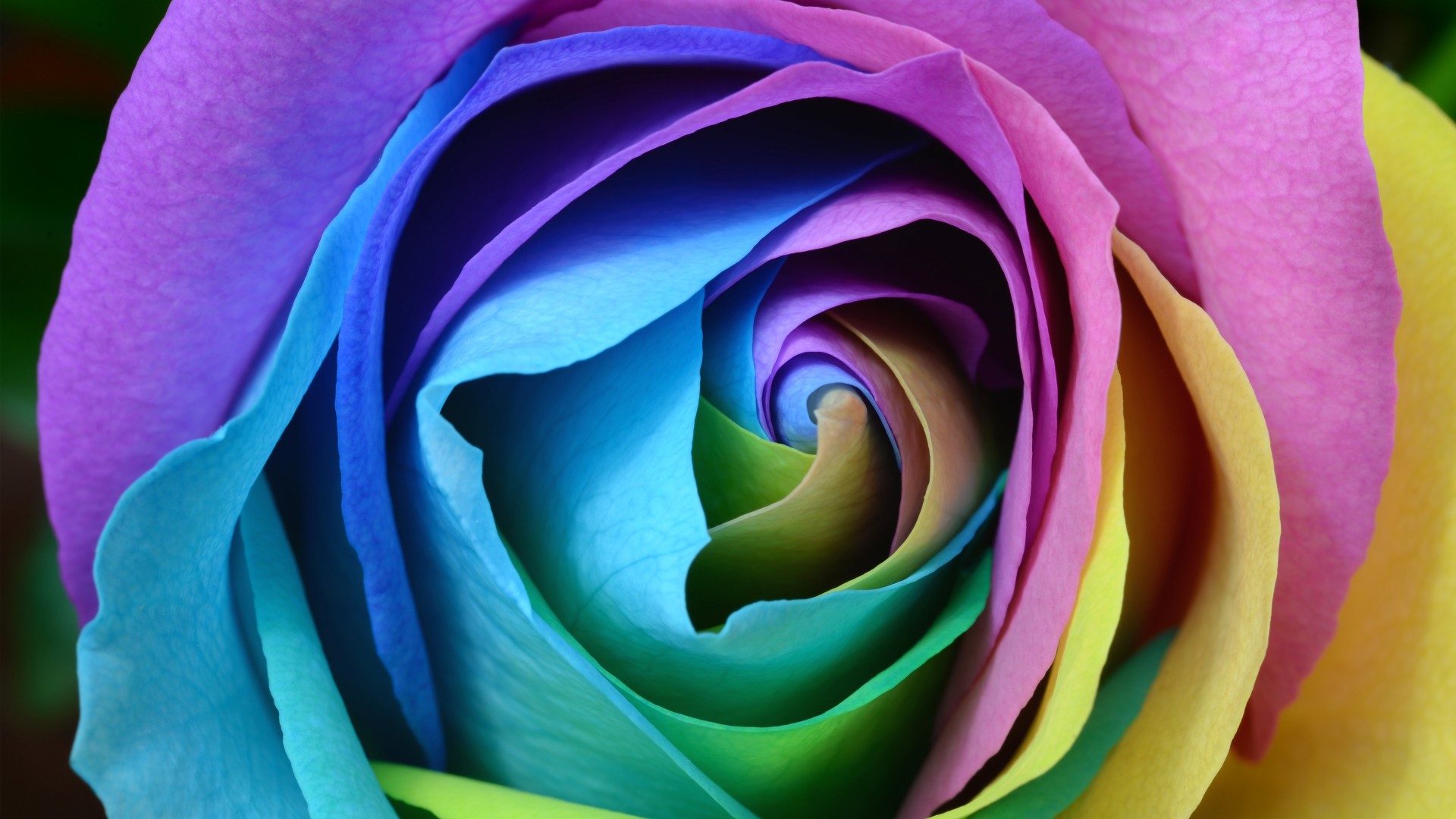 Rose Flower - HD Wallpaper 