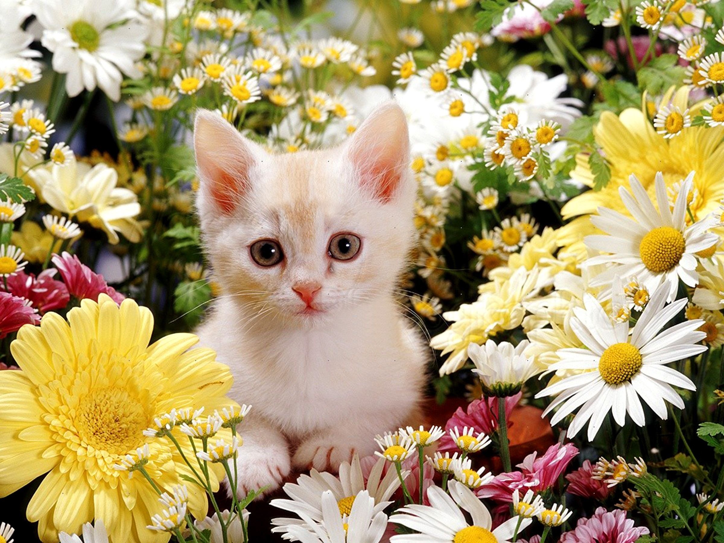 Wallpaper - Wiki - Cute Flower Wallpaper Hd - 2400x1800 Wallpaper