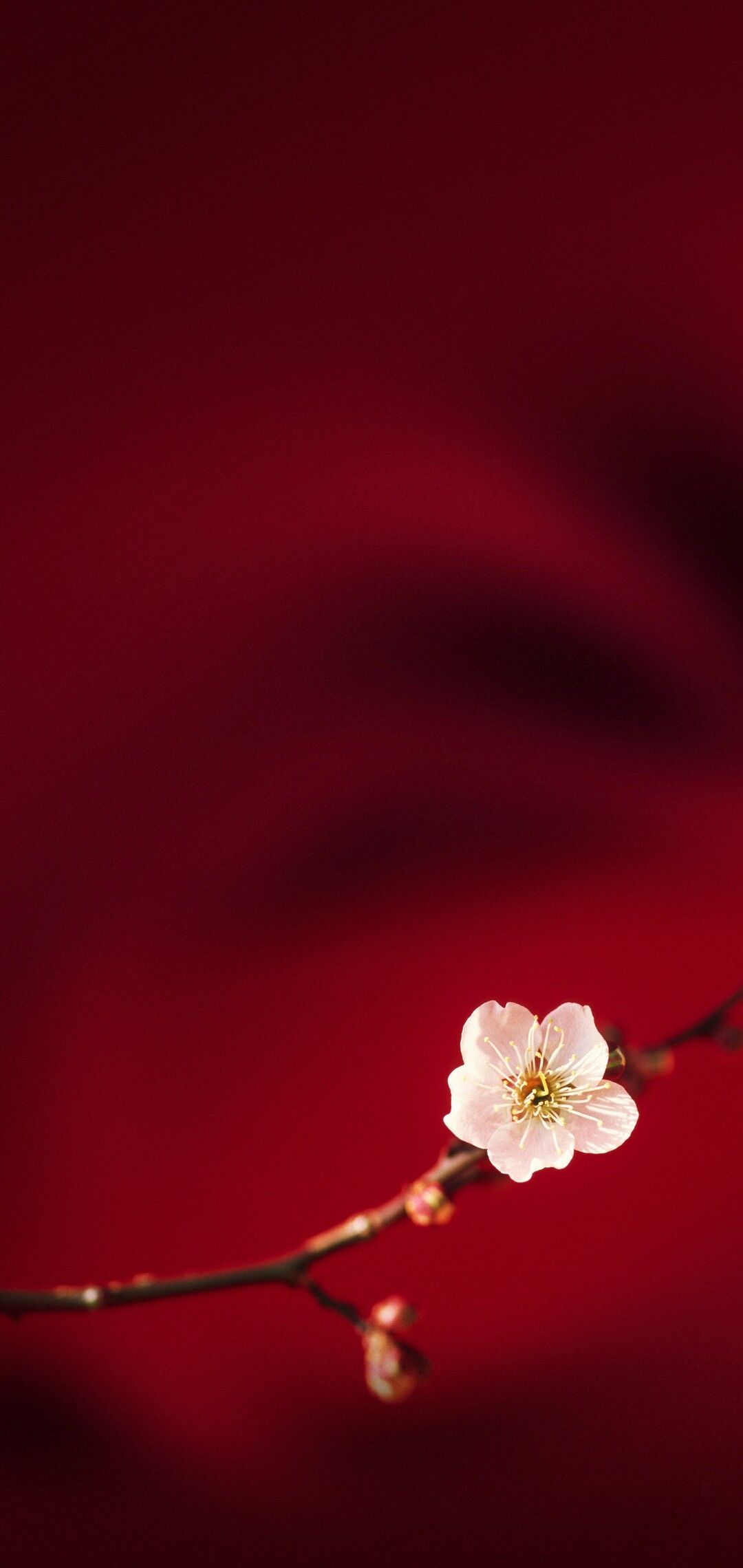 Oppo F7 Wallpaper Hd - 1080x2280 Wallpaper Oppo F7 Wallpaper Hd - 1080x2280 Wallpaper