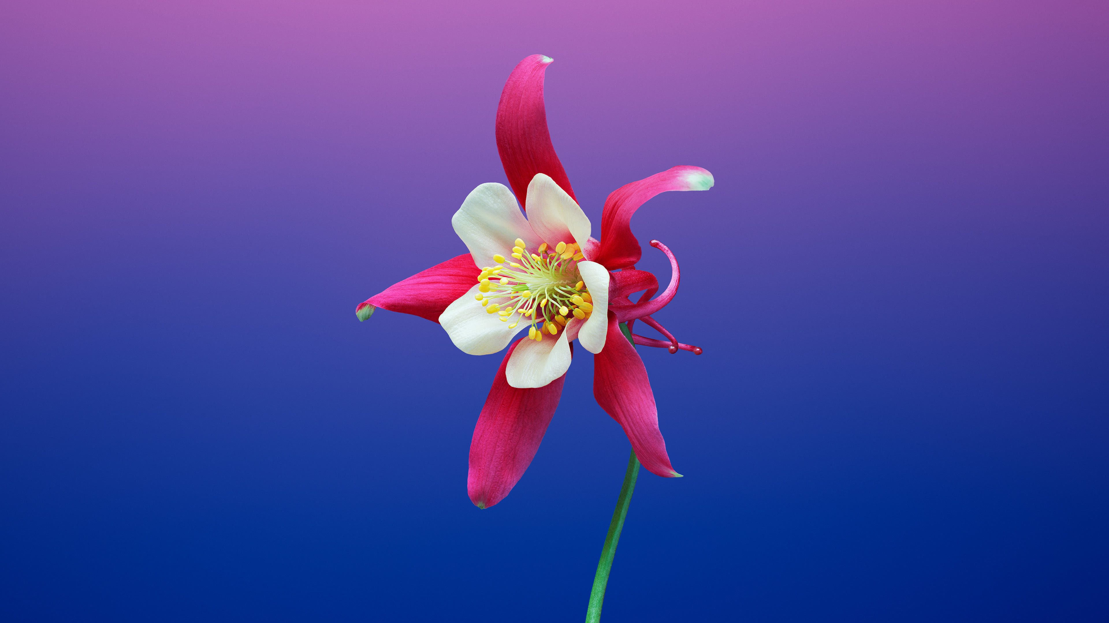 Mac Osx - Mac Os Mojave Wallpaper Flower - HD Wallpaper 