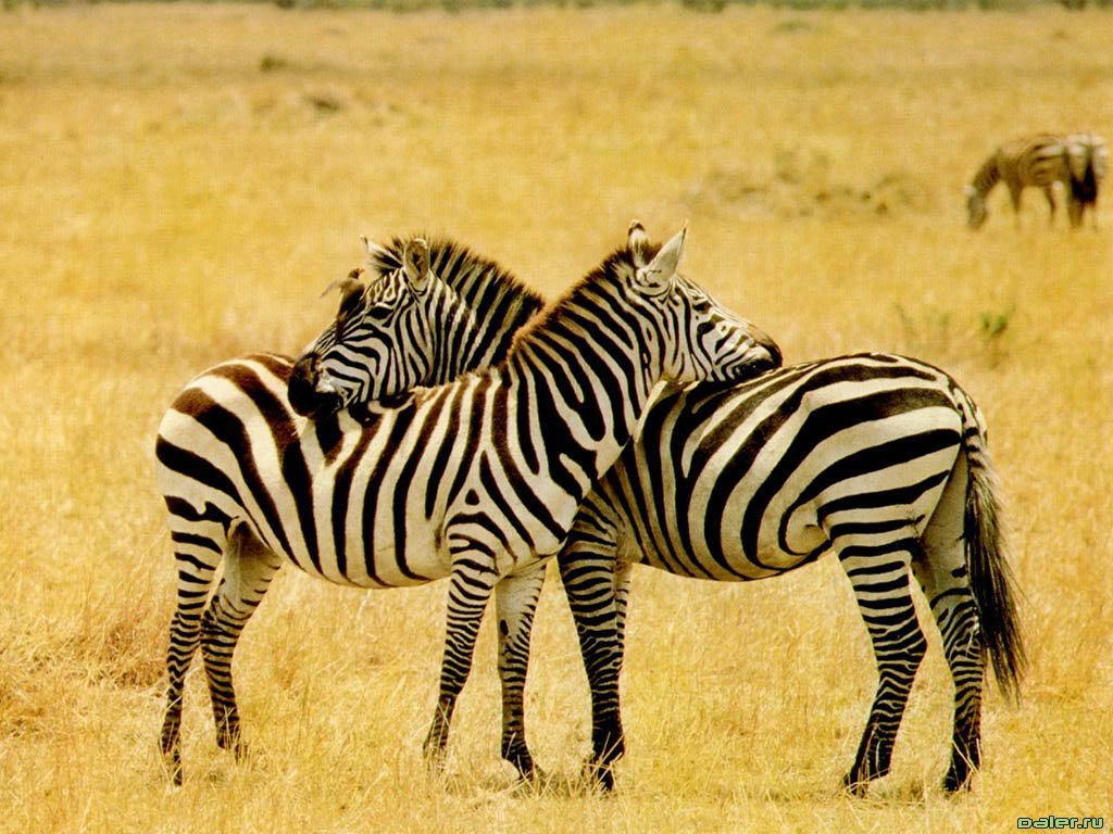 Zebra Wallpaper - HD Wallpaper 