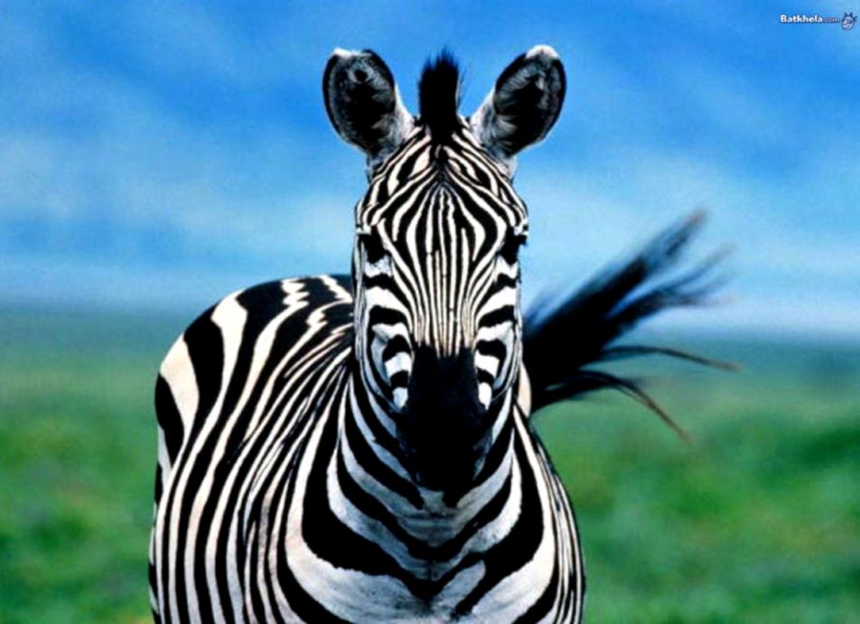 The Animal Kingdom Images Zebra Hd Wallpaper And Background - Purple Zebras - HD Wallpaper 