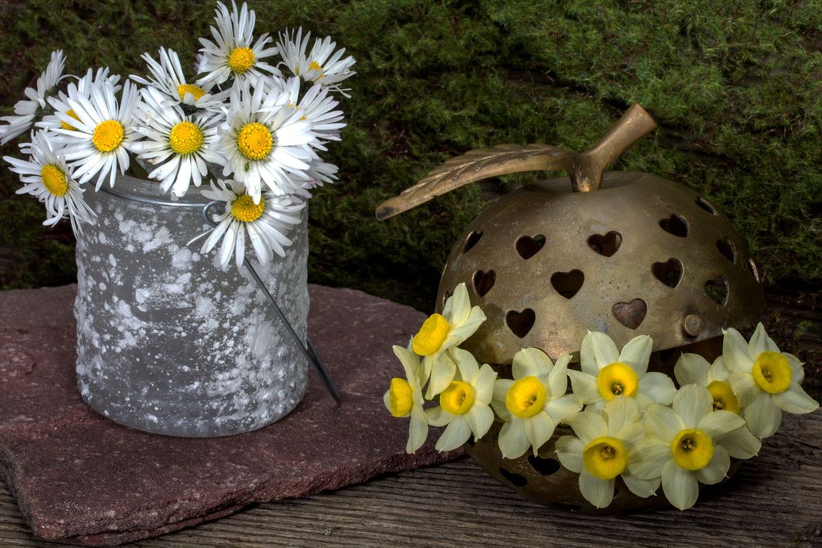 Flower - HD Wallpaper 