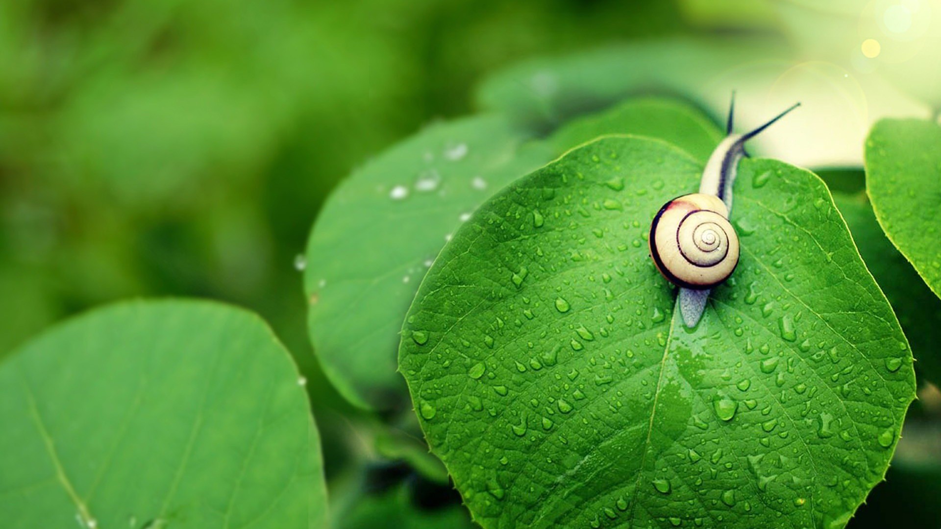 Trendy Wallpaper Source Â - Snail Wallpaper Hd - HD Wallpaper 