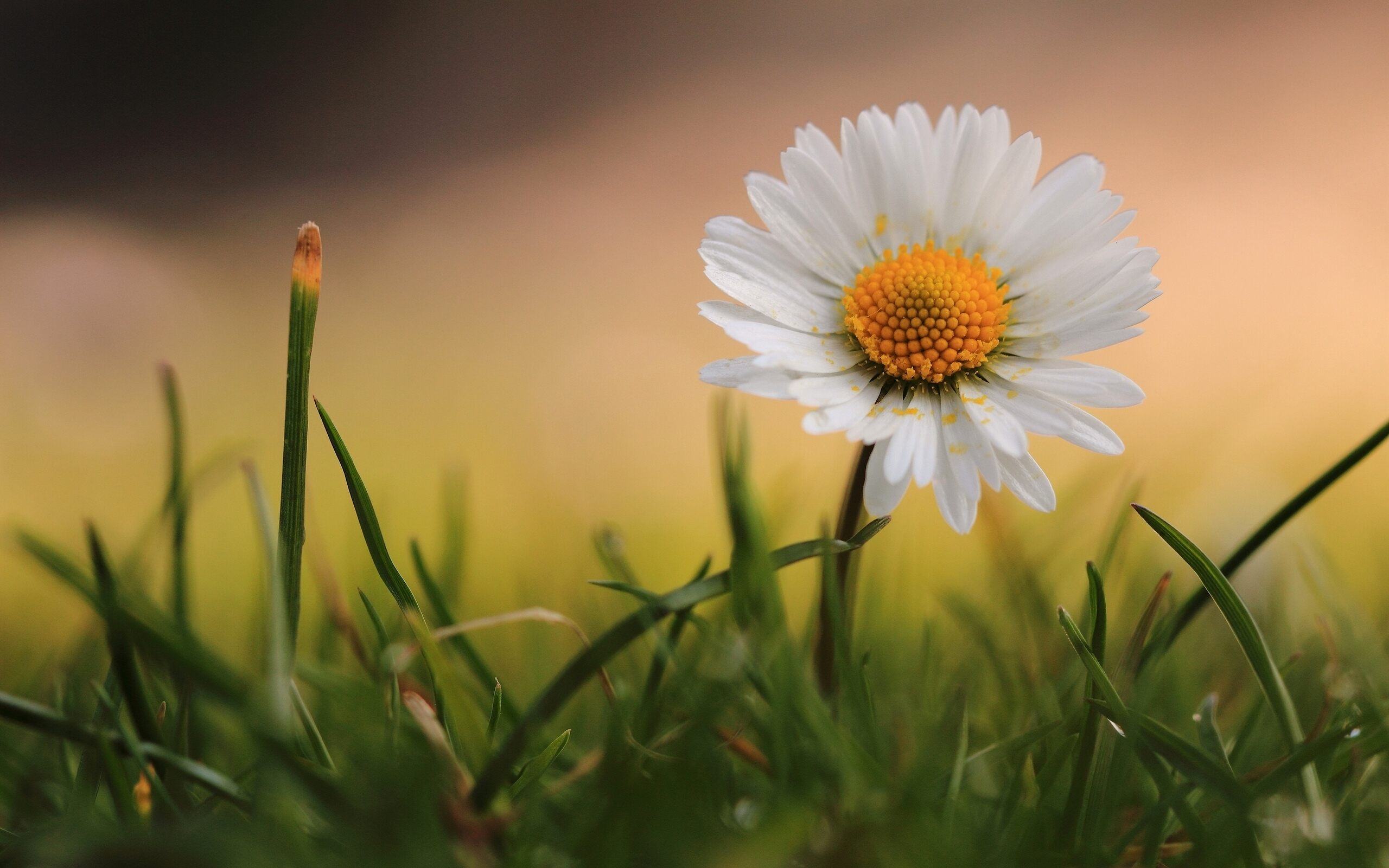 Healing Daisy/ Grass - High Resolution Hd Flower - HD Wallpaper 