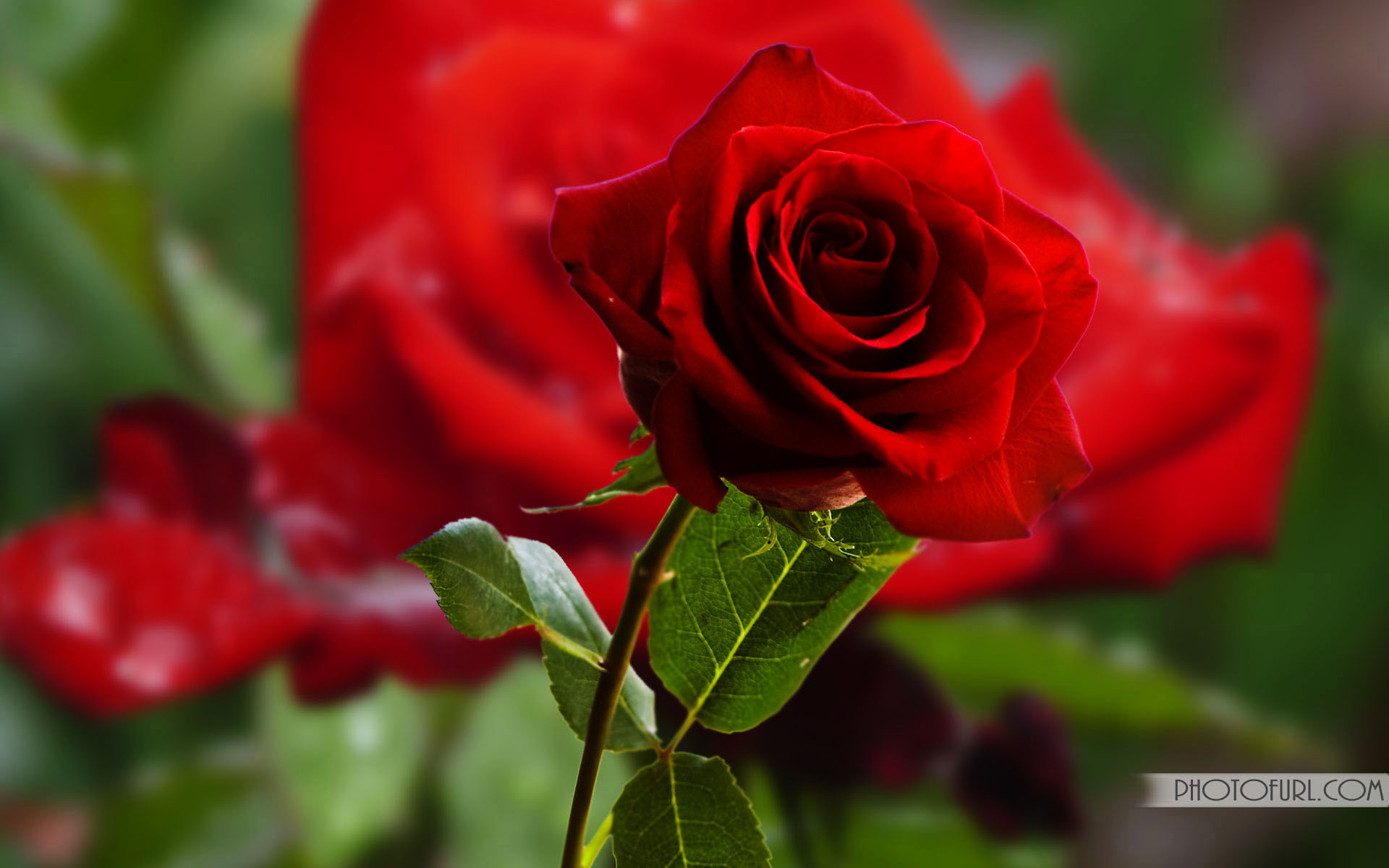 Most Beautiful Rose Flowers Wallpaper - Very Beautiful Rose Hd - HD Wallpaper 