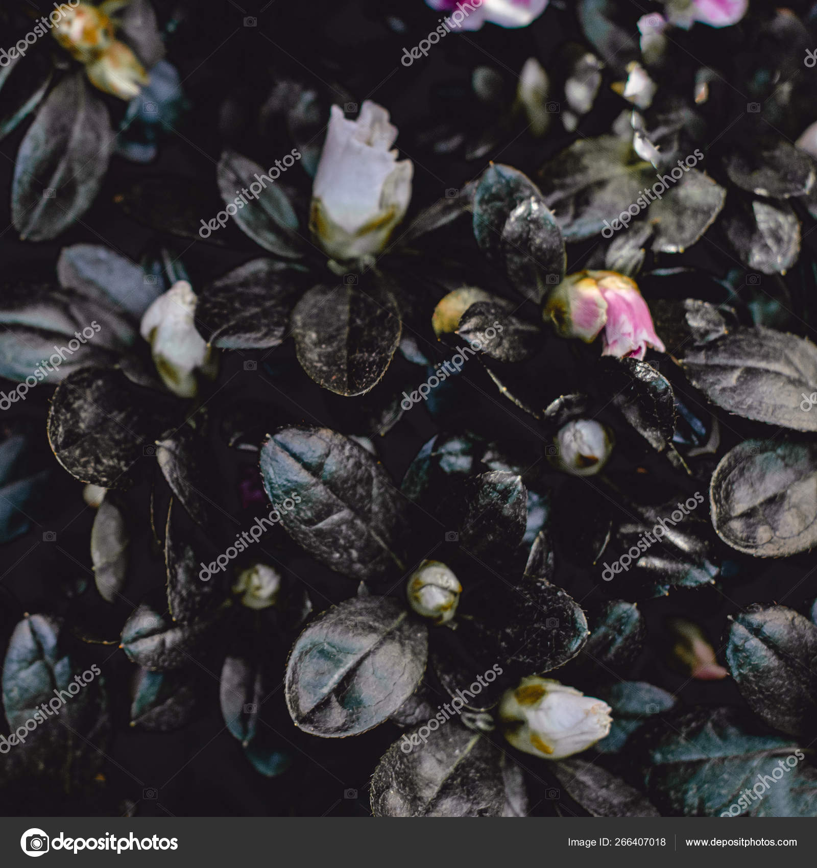 Background Dark Vintage Floral - HD Wallpaper 