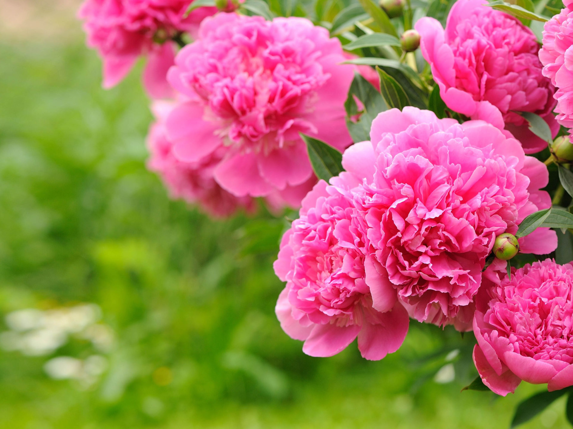 Pink Flower Background With Green - HD Wallpaper 