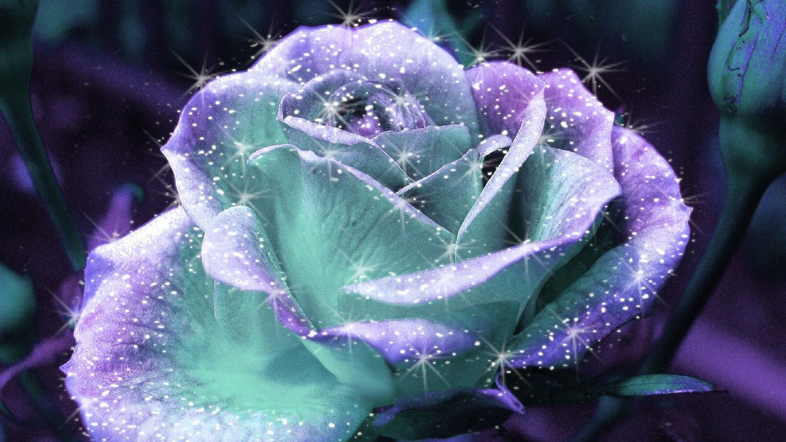 Sparkle Roses - HD Wallpaper 