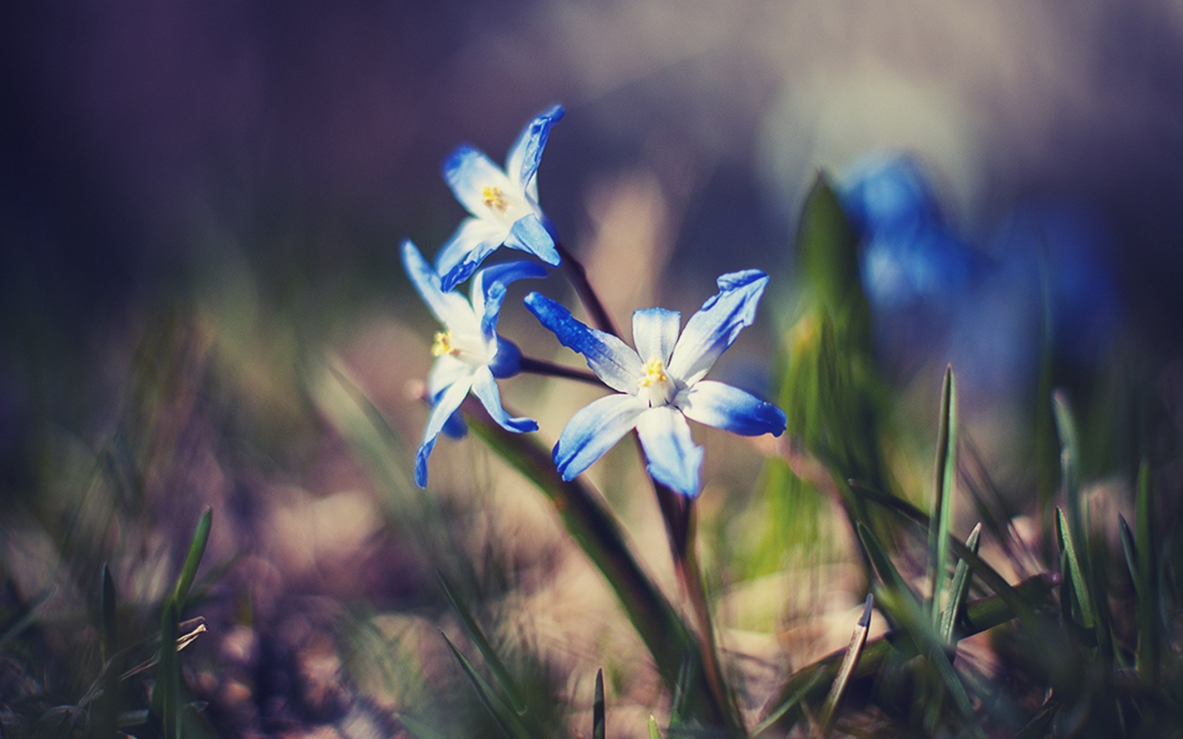 Lovely Flowers - HD Wallpaper 