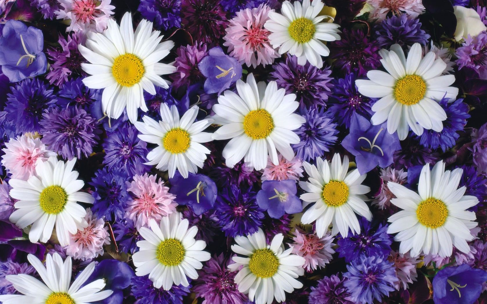 Hd Lovely Daisies Wallpapers And Photos - HD Wallpaper 