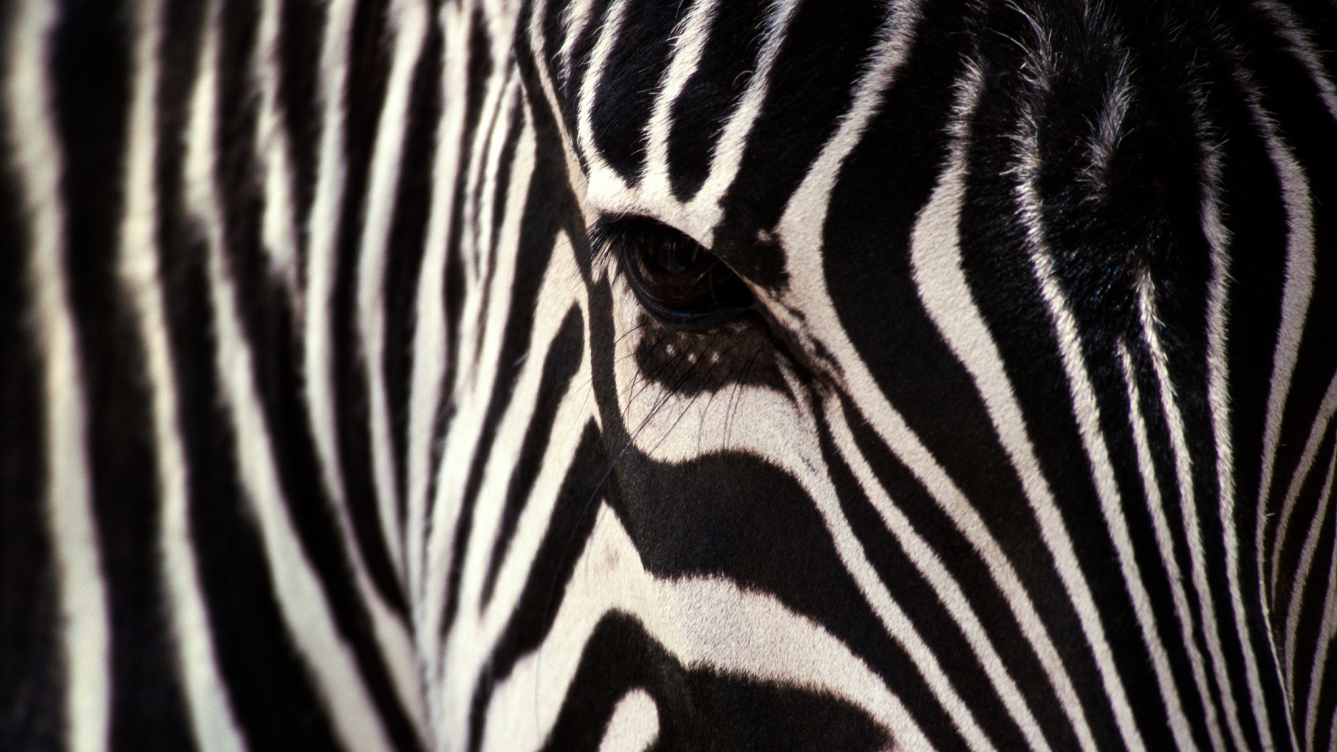 Zebra Close Up Face - HD Wallpaper 