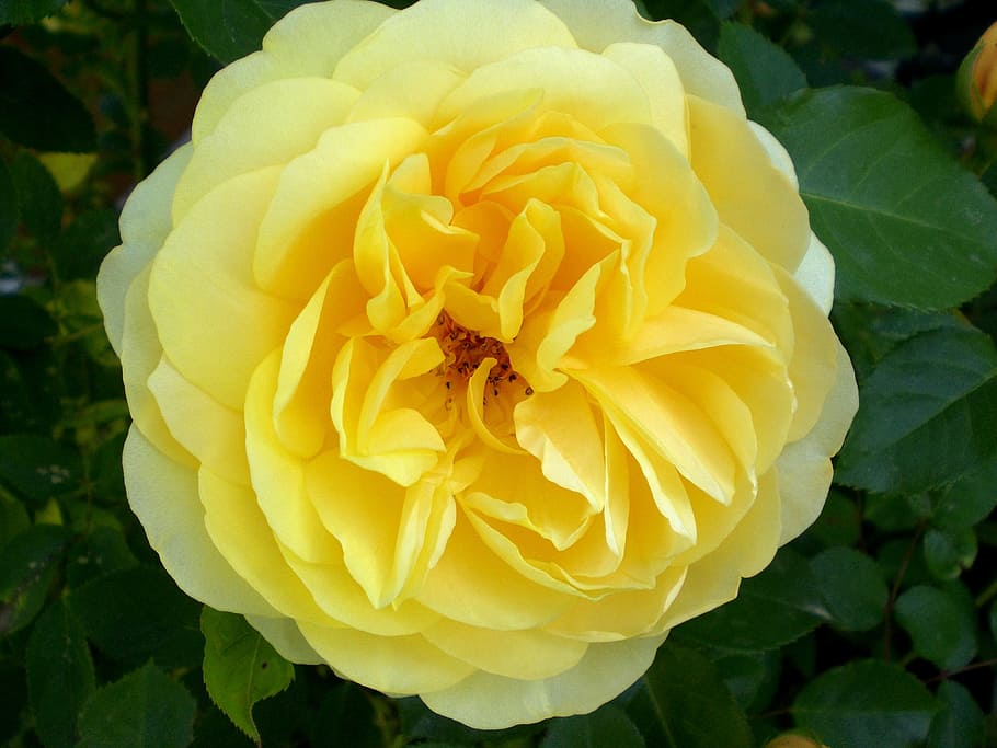 Rose, Roses, Fragrance, Beautiful, Rose Bloom, Yellow, - Rose - HD Wallpaper 