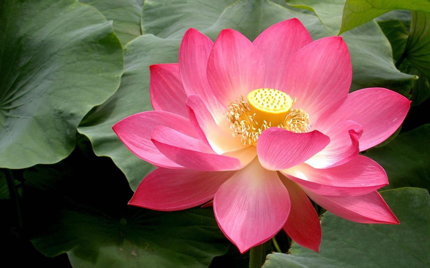Lotus Flower Wallpapers 
 Data-src /img/89562 - Flower National Symbols Of India - HD Wallpaper 