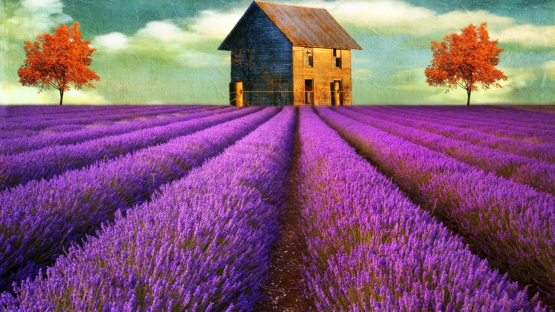 Lavender Field With Cottage - HD Wallpaper 